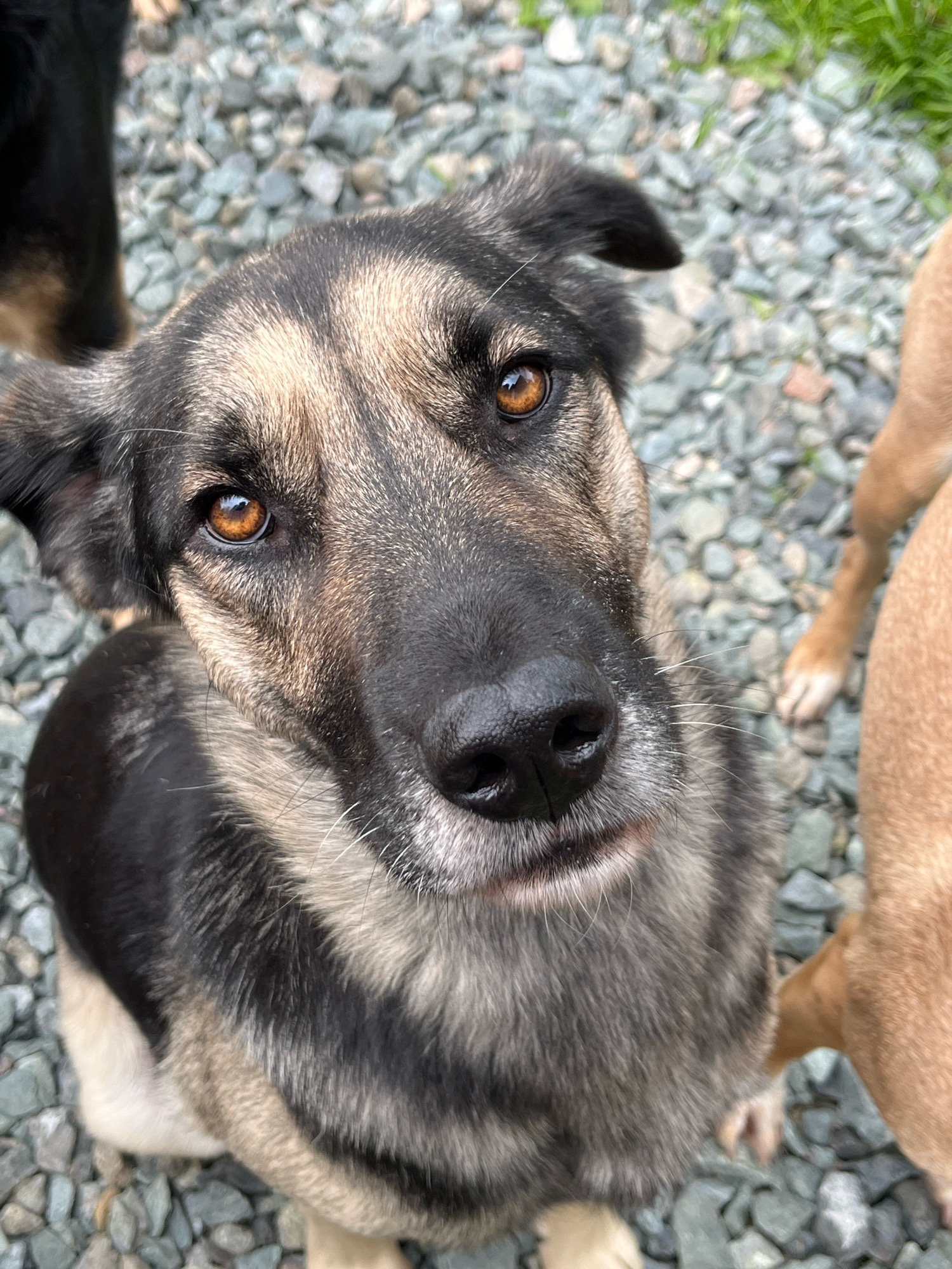 A close-up, high-angle shot shows the face of a German Shepherd dog, looking directly at the camera with a slightly tilted head. The dog has brown eyes, a black nose, and a coat of black, gray, and tan fur. Its ears are partially up, with one flopped over. The dog is standing on a gravel ground with patches of green grass in the background. Another dog, light brown in color, is partially visible to the right and behind the German Shepherd, with only its legs and hindquarters in frame. To the left and behind the German Shepherd, a portion of another dog's black and tan furred body is visible. There is no discernible evidence to suggest the location is Nizhny Tagil, Russia.