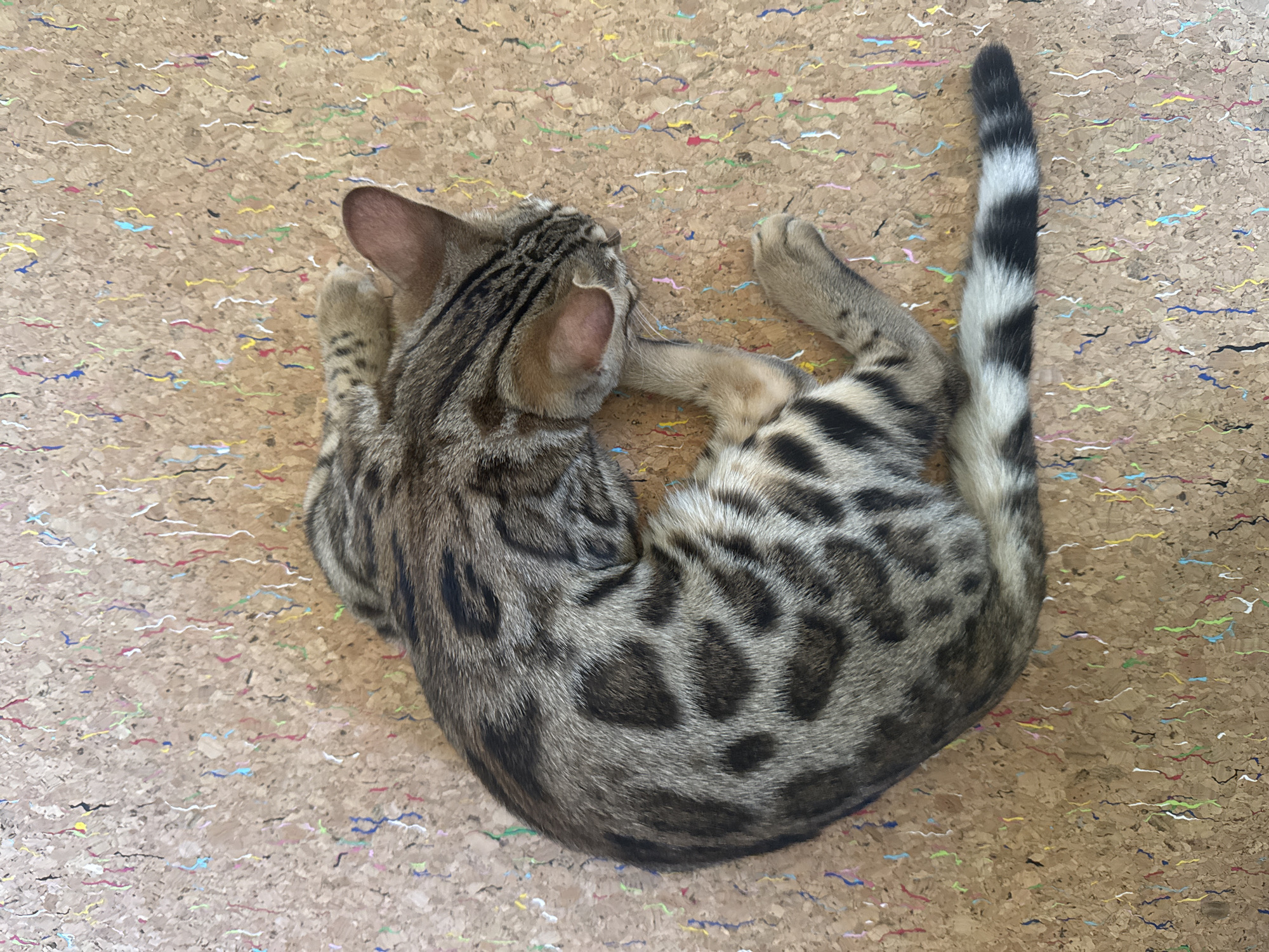A tabby cat is curled up asleep on a cork floor with colorful flecks embedded in it. The cat is viewed from above, and its head is tucked in towards its body. The cat's fur has distinct black markings and a striped tail. The background is a textured, light brown cork material with numerous small, vertical streaks of red, yellow, blue, white, and green. This scene is not located in the city of Rzhev, Russia.