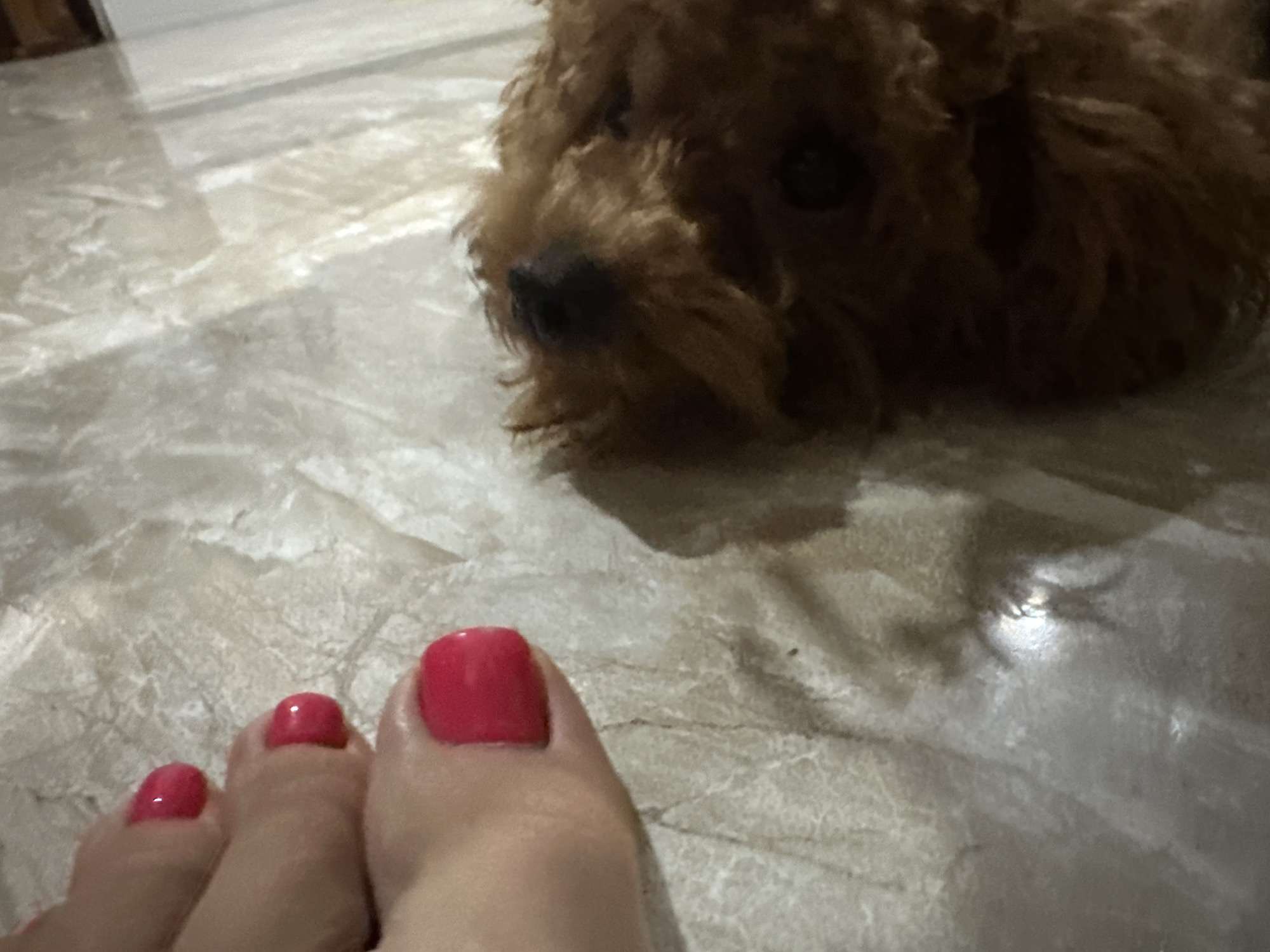 A brown poodle lies on a light-colored, possibly marble, floor. In the foreground, toes with bright pink nail polish are visible. The location is unspecified; however, the prompt suggests Bac Nha Trang Ward, Vietnam. There are no immediate indications of the precise location within the ward. No specific actions or interactions are depicted.
