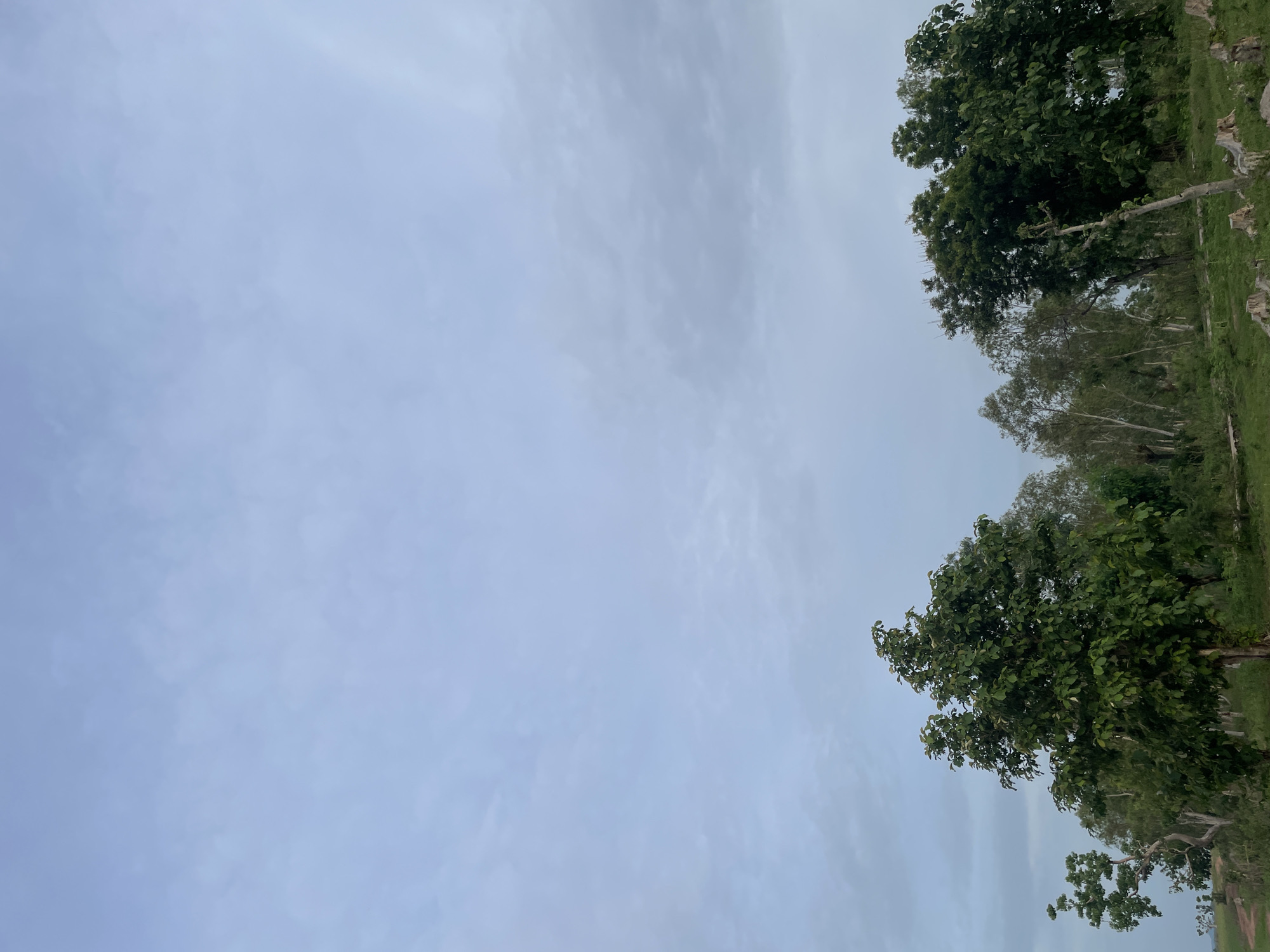 The image depicts a natural landscape under a cloudy sky. The foreground is dominated by a variety of trees with dense green foliage. Some trees are tall and mature, while others appear younger or more sparsely branched. In the lower right portion of the image, there are several tree stumps, suggesting recent deforestation or clearing. The ground is covered in green grass, and a dirt path is visible in the far left. The sky is overcast with light gray and white clouds, creating a subdued and possibly humid atmosphere. The scene appears to be located in a rural or semi-rural area. There are no people or animals visible in the image.
