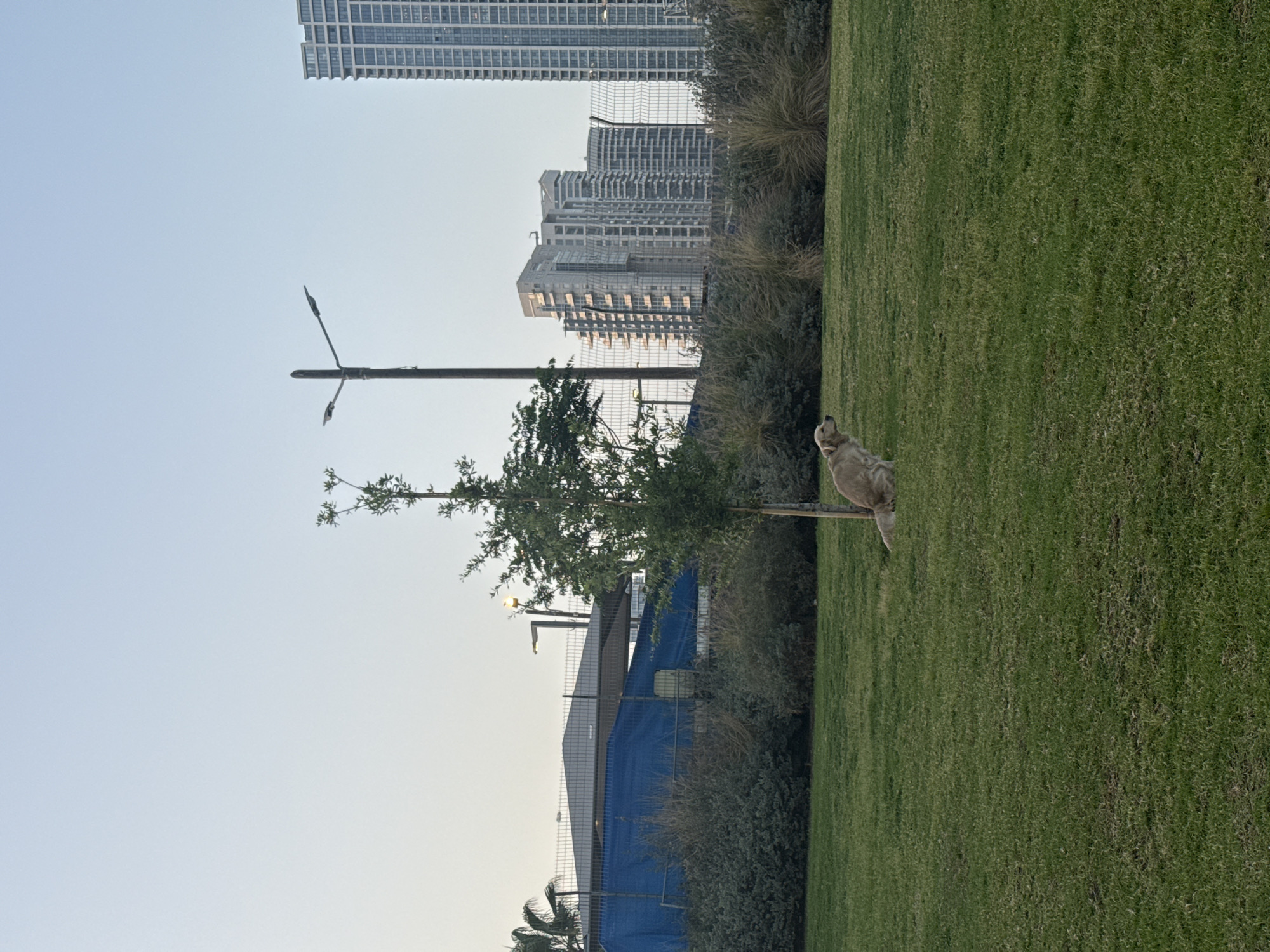 This media file captures an outdoor urban park scene, likely in Tel-Aviv, Israel. The image is dominated by a large expanse of vibrant green grass covering the foreground and extending into the midground on the right.
A light-colored dog, possibly a Golden Retriever, is the main subject in the foreground, lying peacefully on the grass with its head turned to the left. Behind the grassy area, a dense line of green bushes and smaller trees forms a natural barrier. A slender tree with green foliage is prominently situated in the midground, slightly to the left of the center. To the left of this tree, a tall street lamp post with two light fixtures rises against the sky.
In the background, several tall, modern high-rise buildings with numerous windows define the urban skyline. A blue tarp or barrier, possibly part of a construction site or recreational facility, is visible behind the trees and a metal fence, partially obscuring the lower sections of these buildings. The upper left portion of the image features a clear, light blue sky.
The lighting suggests late afternoon or early evening, with a soft, diffused illumination indicating pleasant, clear weather. The overall atmosphere conveyed is one of peace and tranquility, with the dog resting in an urban green space. There is no visible text in the image.