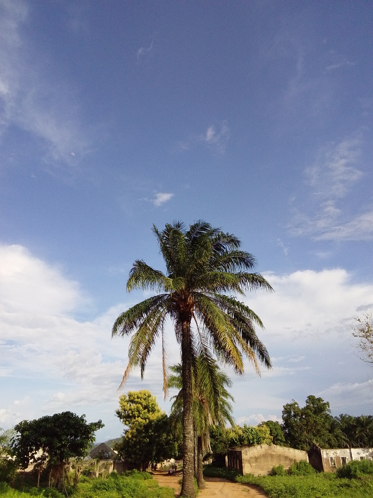 A vertical, medium shot captures a bright, sunny day in Serti, Nigeria, with a clear blue sky and scattered white clouds. A prominent palm tree stands in the center of the frame, its fronds reaching towards the sky. To the left of the palm tree, lush green vegetation lines a dirt road that curves into the distance. In the background, a wall made of concrete blocks surrounds a compound. The wall is partially covered by greenery, and several buildings with white facades and open windows are visible. A few figures can be seen on the dirt road in the distance. The overall scene depicts a rural or semi-urban environment under a serene sky.