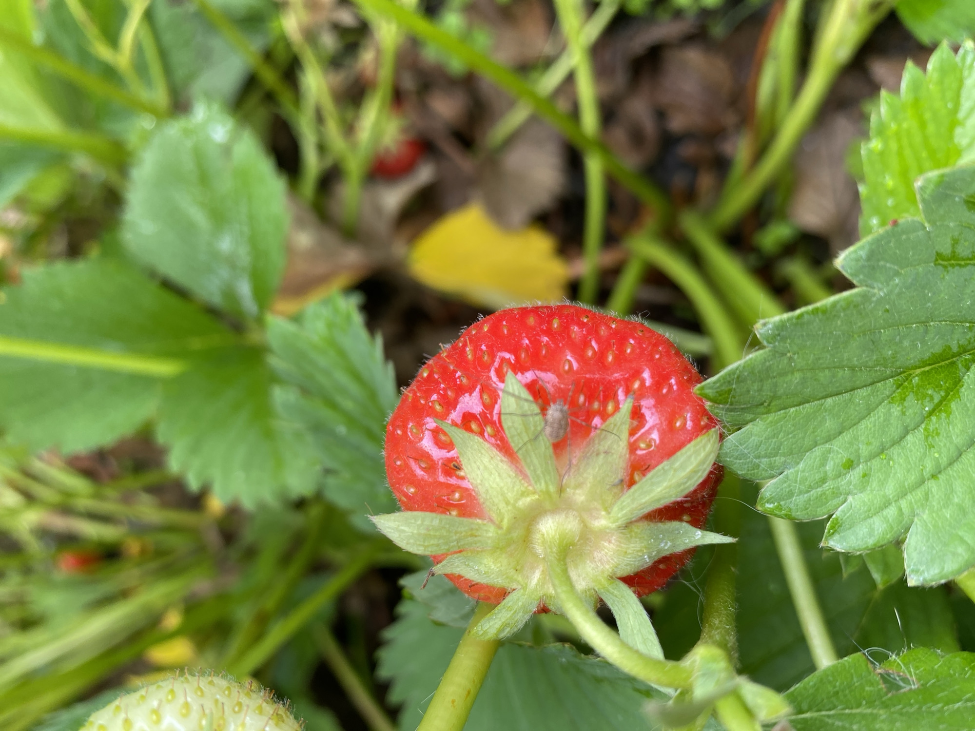 A close-up shot shows a ripe, red strawberry attached to a green stem. The strawberry is in focus, and its surface is textured with tiny seeds. Green leaves of the strawberry plant surround the fruit, with some appearing wet, suggesting recent rain or watering. The background is blurred, showing more greenery, brown soil, and hints of other unripe strawberries. There is no identifiable location in the city of Roudnice nad Labem, Czechia, as the image is a close-up of a plant. No people or specific actions are depicted.