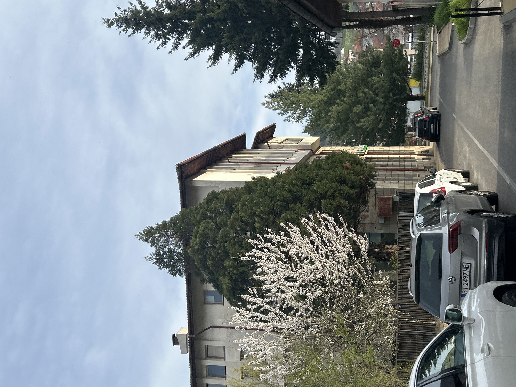 The image, taken in Zlatograd, Bulgaria, shows a daytime street scene, likely in spring, given the prominent white blossoms. The photograph is oriented vertically, depicting a multi-story building on the left side of the frame with a light-colored facade and a brown-tiled roof. Balconies or ledges are visible on the upper floors, and windows are spaced along the building's face. Large, dense green foliage, including a tall coniferous tree, is situated around and in front of the building.
Dominating the mid-ground is a large deciduous tree covered in profuse white blossoms, indicating the spring season. To the right of the building, a paved street runs parallel, with several cars parked along its edge. A silver Volkswagen SUV is clearly visible, bearing the Bulgarian license plate "BT 2497 MB". Part of a white car is seen in the foreground, and a black car is parked further down the street. In the distance, a red circular "STOP" sign is discernible. The sky above is a pale, slightly cloudy blue, suggesting fair weather. No people are visible, and the scene appears quiet.