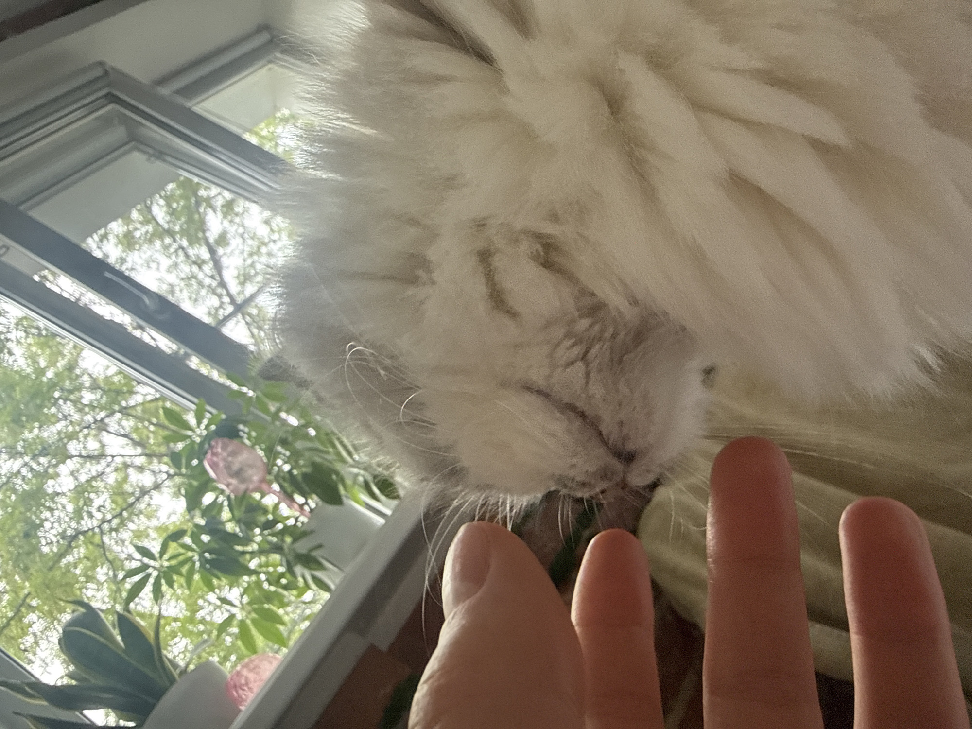 A close-up shot features a fluffy, predominantly white cat nuzzling a human hand. The cat's face is partially visible, revealing closed eyes and long whiskers. The human hand, with its three visible fingers, is positioned to gently touch the cat. The background shows a window with a view of green foliage, possibly trees or plants. The window frame is light-colored. The photograph appears to be taken indoors during daylight. The location is not discernible from the image.