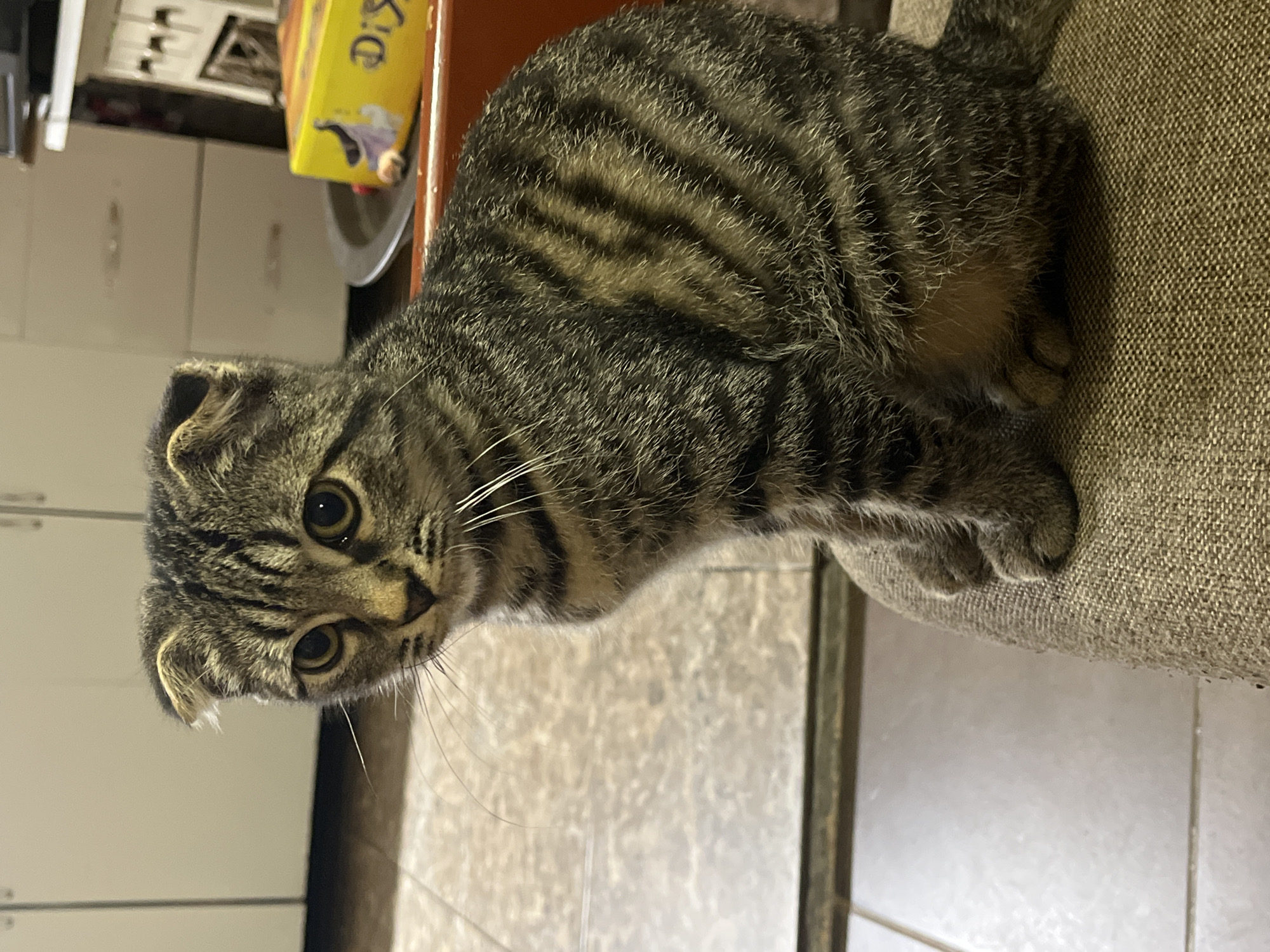 A medium shot photograph captures a Scottish Fold cat sitting on a textured brown fabric surface, likely a chair or couch. The cat is a tabby with a grey and black striped coat and distinctive folded ears. Its eyes are wide and yellow, and it is looking slightly to its left. The background is blurred but appears to be an indoor setting with light-colored cabinets and a glimpse of a yellow box with a design on it. The floor tiles are visible in the lower left portion of the image. The lighting suggests an indoor environment. The image is clear and focused on the cat.
