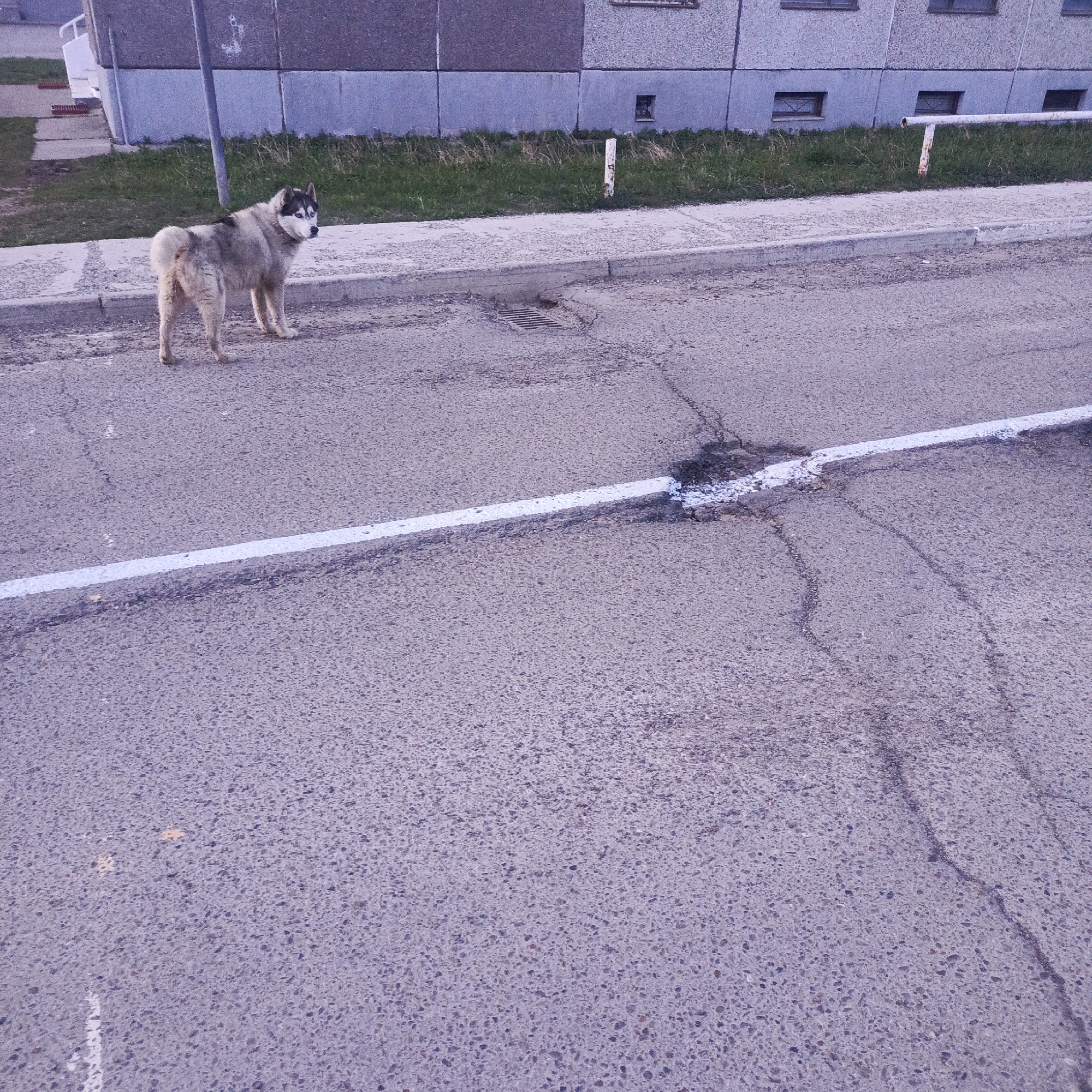The image depicts a husky-type dog standing on the side of a cracked asphalt road in Марковский, Russia. A white painted line bisects the road. The dog is light brown and white with black markings on its head and is looking towards the camera. Behind the dog is a concrete curb and sidewalk, with a grassy area separating the sidewalk from a concrete building. Other features include a sewer grate, two metal posts, and small windows in the background building. The scene appears to be a residential area.