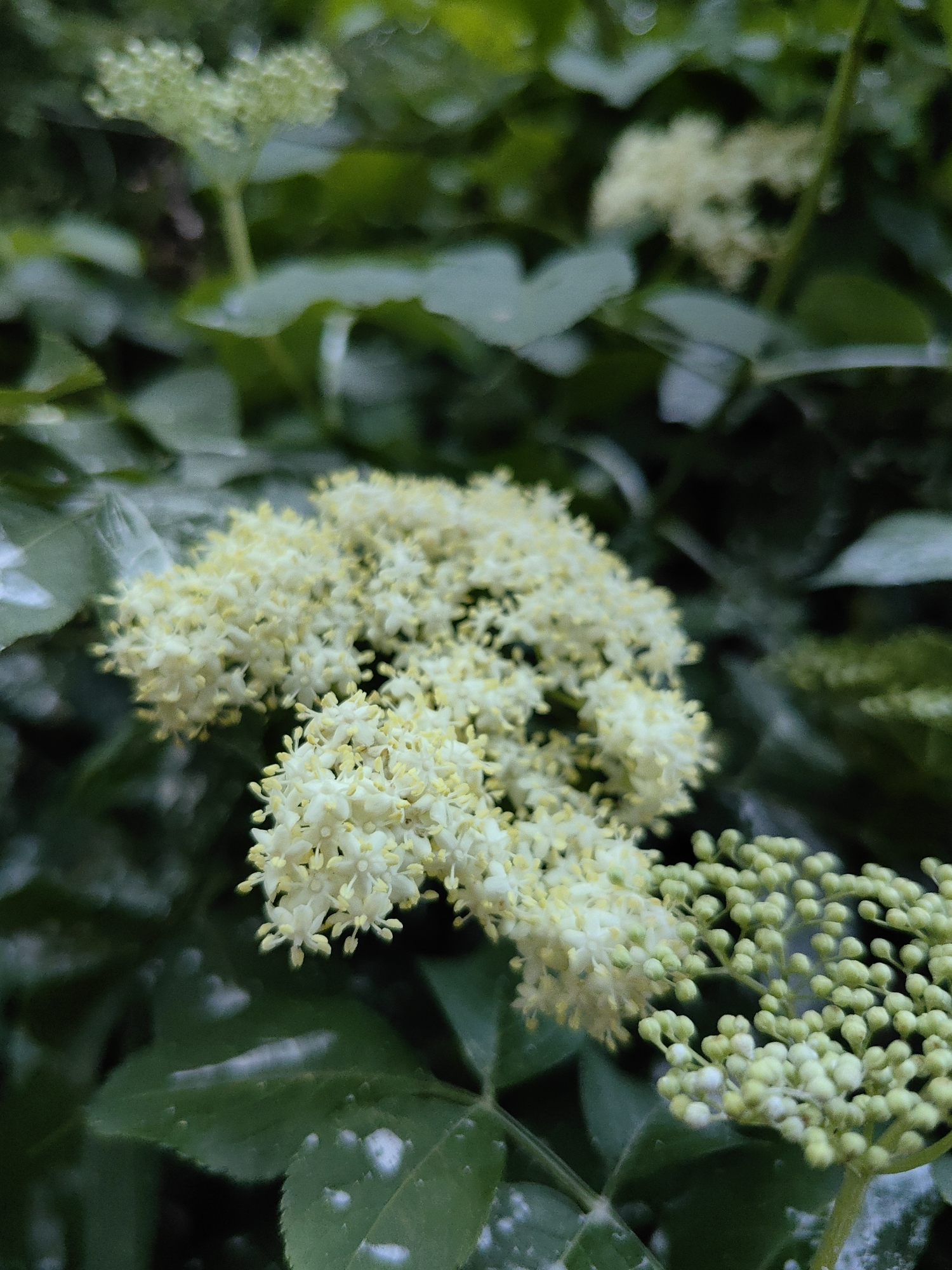The image captures a close-up view of clusters of small, creamy-white flowers with yellow stamens, interspersed with dark green foliage. The flowers are arranged in umbrella-shaped clusters, with some fully bloomed and others in bud form, appearing as small, light green spheres. The background is a blur of more green leaves, suggesting a natural, overgrown environment. There are no people or animals visible in the frame. The scene appears to be outdoors, possibly in a garden or natural setting. Given the location provided, this scene could be found in the rural landscape of Ароматновское сельское поселение, Ukraine. The lighting is soft and diffused, indicating overcast conditions or shade. The focus is sharpest on the foreground flowers, with the rest of the scene progressively blurred.