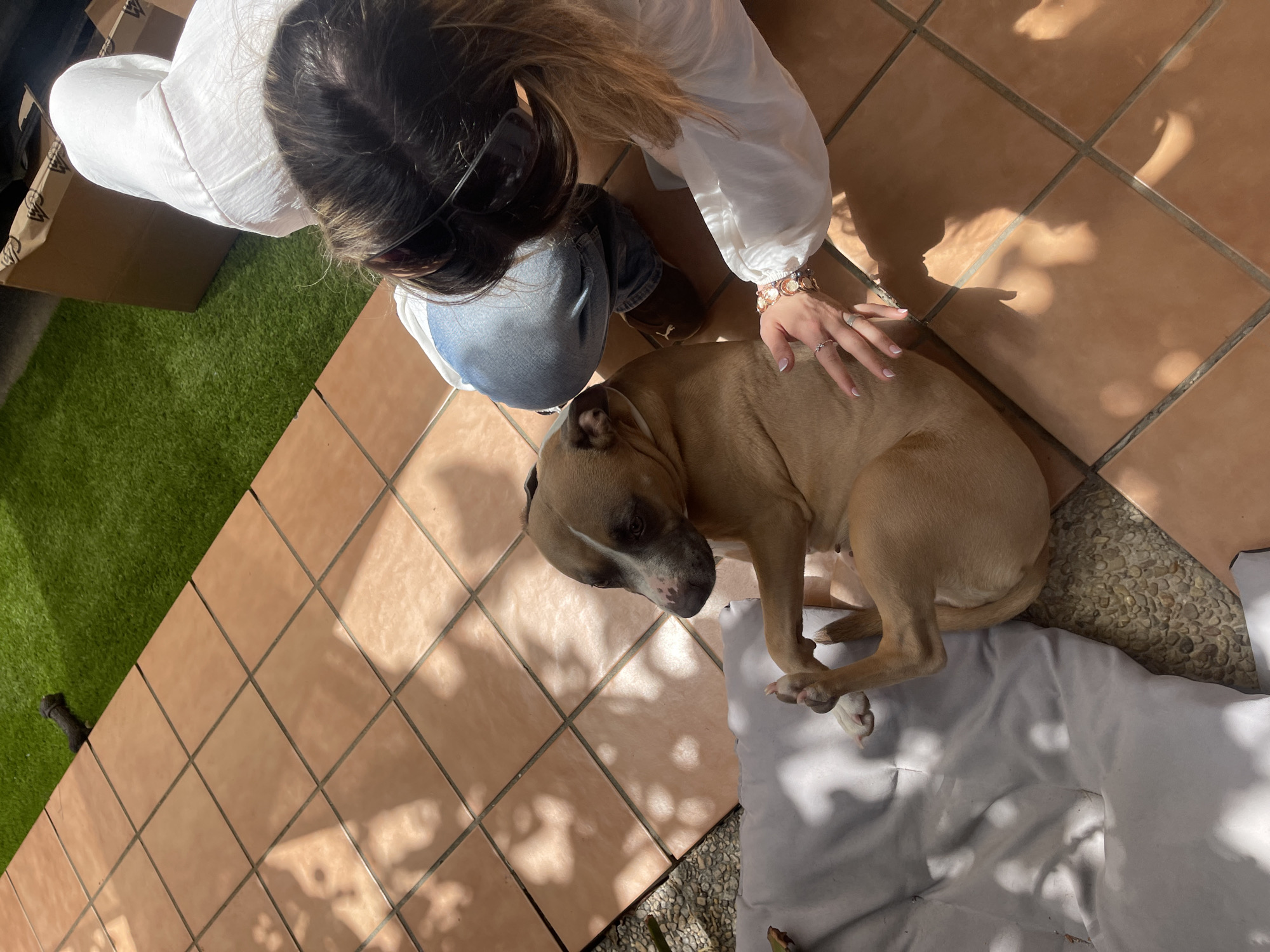 A woman in a white long-sleeved shirt and blue jeans pets a tan-colored dog. The dog lies on a white cloth atop small stones. The scene takes place on a terracotta-tiled surface next to artificial grass, with a partially visible cardboard box in the background. The photo appears to be taken in Jerez De La Frontera, Spain, given the style of the tile.