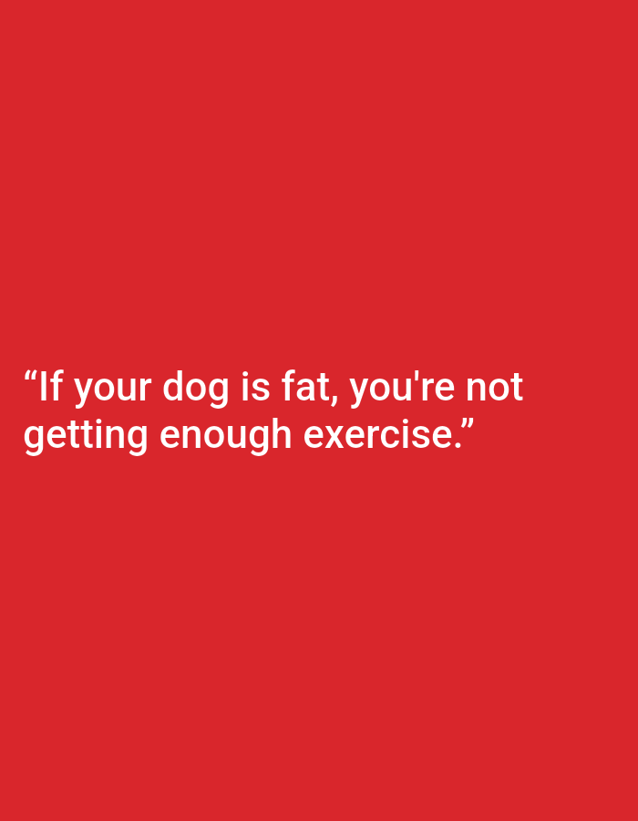 The image is a plain red background with white text. The text reads: "If your dog is fat, you're not getting enough exercise." The text is centered on the background. There are no other subjects or activities depicted in the image. The image does not provide any information about the time of day, weather, location, or emotions.
