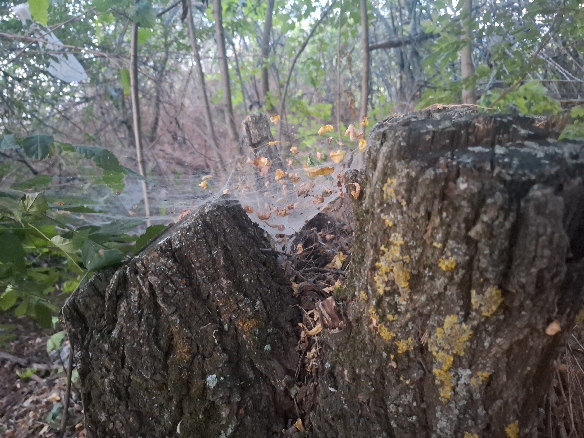 The image depicts a close-up view of two weathered tree stumps in a wooded area, possibly in or near the city of Topaly, Ukraine. A delicate spiderweb, adorned with several small, dry yellow leaves, is stretched between the stumps. The stumps themselves are rough and textured, with patches of moss and lichen, including visible yellow lichen on the right stump. The background is a blur of green foliage and thin tree trunks, suggesting a natural, outdoor environment. The lighting indicates it is likely daytime. There are no people or animals visible in the frame.