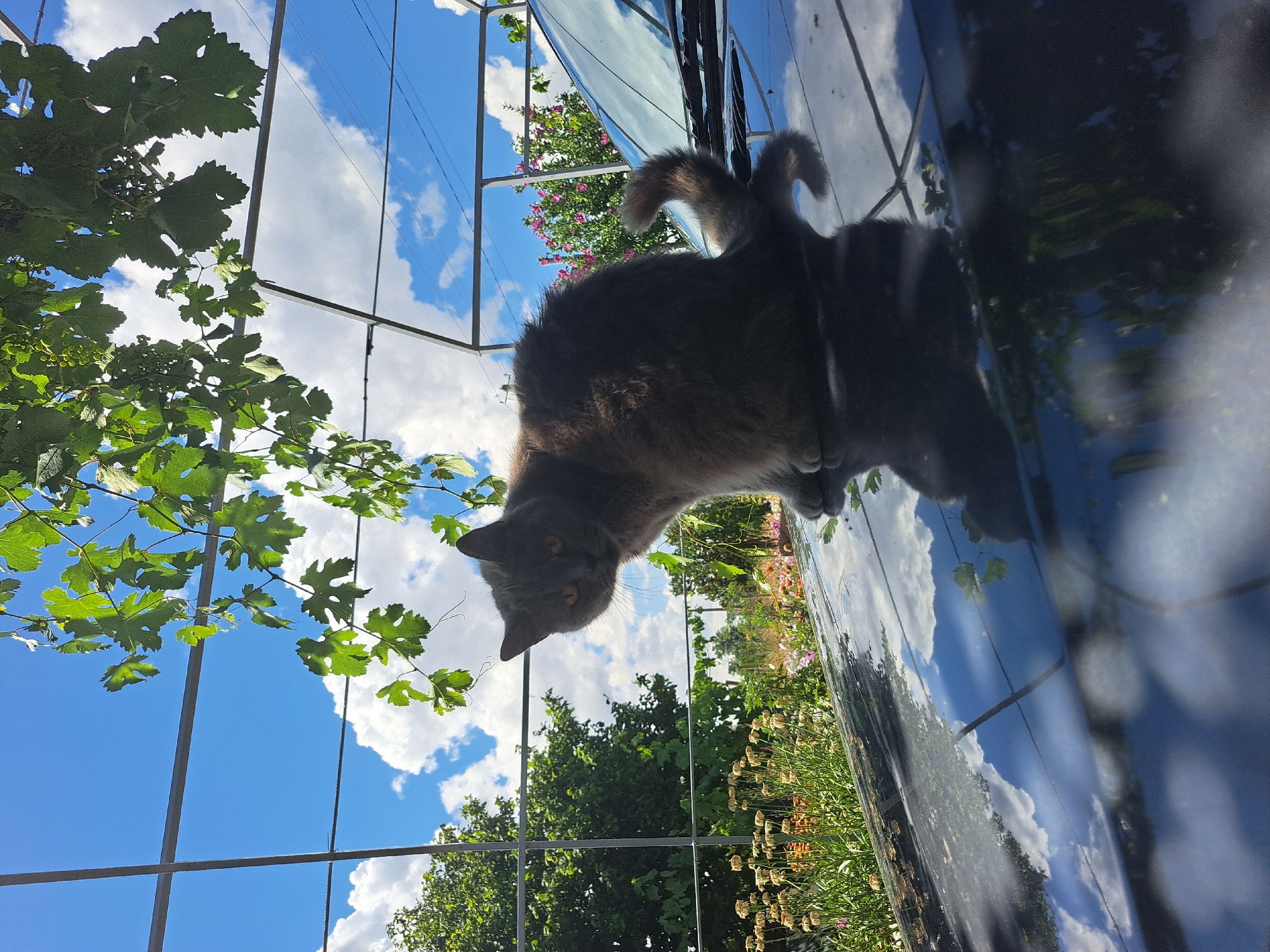 A grey cat is sitting on the hood of a car. The car is parked outdoors in a rural setting. In the background, there are trees, flowers, and a blue sky with white clouds. A metal structure with green leaves is visible above the cat. The reflection on the car's hood shows the sky, clouds, and trees. The scene appears to be in Vypasne, Ukraine.