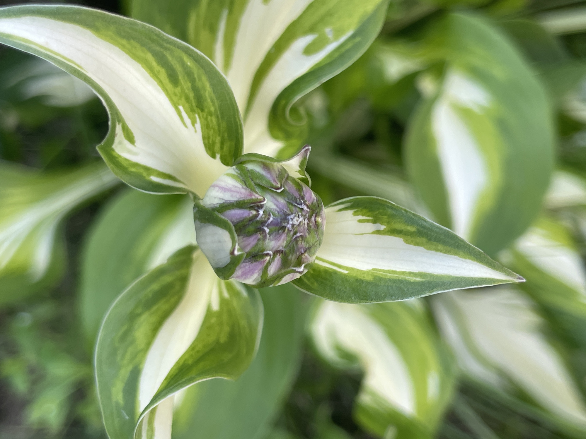 A close-up, overhead shot captures a hosta plant with variegated leaves in a garden setting, possibly in Zav'yalovo, Russia. The plant's broad leaves are edged in a creamy white, with vibrant green centers marked by irregular streaks and patches of the same white. At the center of the image, a hosta bud, tightly furled, displays a mix of purple and green hues. The background is softly blurred, showing more of the hosta plant and other green foliage, indicating an outdoor, natural environment. There are no people or animals visible in the frame.