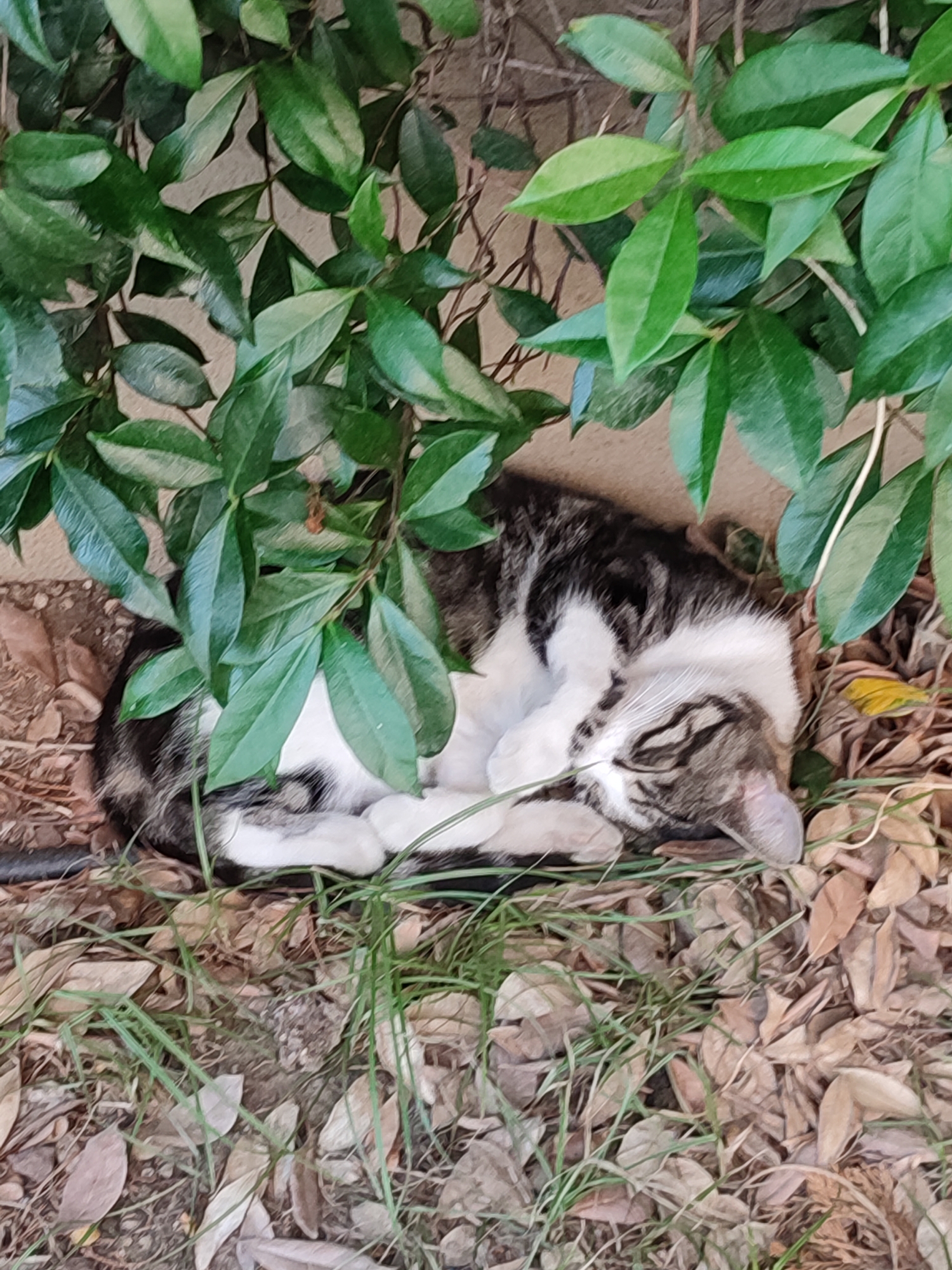 A tabby and white cat sleeps curled up among green leaves and fallen leaves on the ground. The cat is lying on its side with its head tucked in, paws crossed over its face. The background consists of a wall and the ground covered in dry leaves and some sparse green grass. The scene appears to be outdoors, possibly in a garden or park in Kadıköy, Turkey.