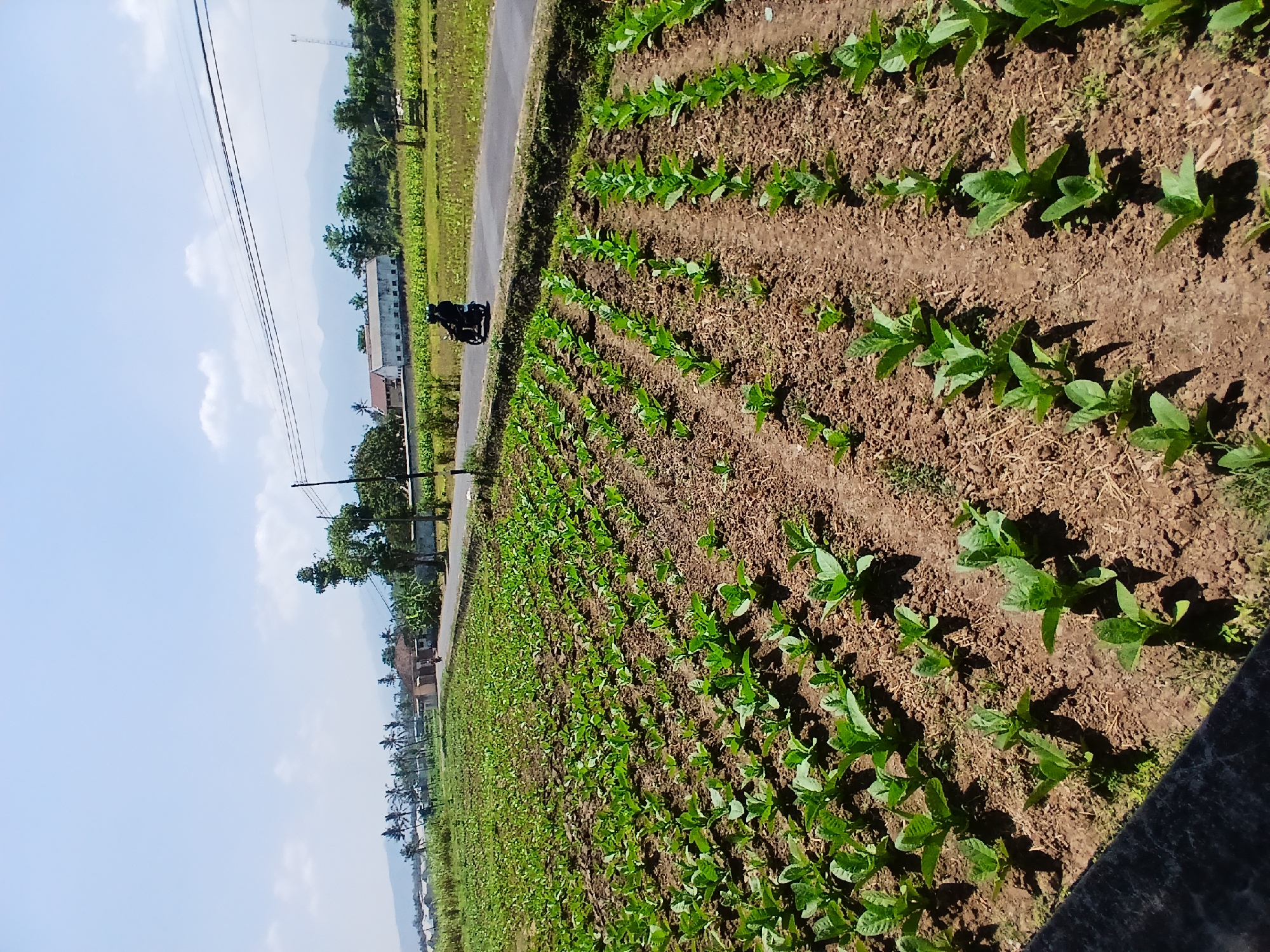 The image depicts a rural scene in Kademangan Kulon, Indonesia, focusing on a meticulously cultivated field of young tobacco plants. The plants are arranged in neat rows on brown, loamy soil, with individual seedlings showing distinct green leaves. A paved road runs alongside the field, bordered by a grassy verge. On the road, two individuals are traveling on a dark-colored motorcycle. Beyond the road, the landscape transitions to other agricultural fields, a cluster of residential buildings with tiled roofs, and a line of palm trees. In the background, a distant mountain range is visible under a clear blue sky with scattered white clouds. Overhead, power lines stretch across the scene, supported by utility poles. The overall impression is one of agricultural activity and rural life in a tropical setting.
