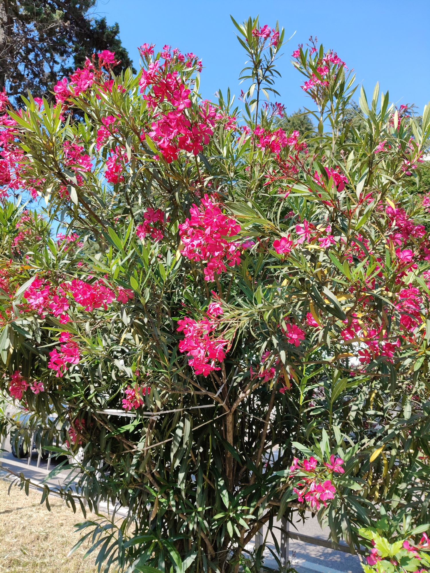 A close-up, eye-level shot captures a vibrant oleander bush, bursting with numerous bright pink flowers and lush green foliage. The plant is dense and full, with branches reaching upwards and outwards. In the background, the sky is a clear, bright blue. To the left, the dark, textured branches of a coniferous tree are visible, suggesting a park or garden setting. A glimpse of a white car with a partial wheel and tire peeking out from behind the bush indicates an urban or suburban environment. The ground in the foreground is covered in dry, light brown grass. A metal fence, partially obscured by the bush, runs horizontally across the lower part of the image, separating the bush from the street or sidewalk. The scene appears to be an outdoor setting, likely in a city park or along a street in Sochi, Russia, given the sunny weather and the type of vegetation.