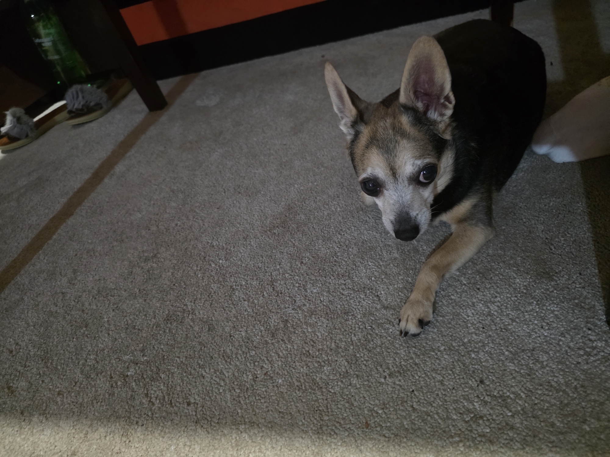 A small, tan and black chihuahua mix dog is lying on a light brown carpet. The dog is facing the camera with its head slightly tilted, looking directly at the viewer. Its ears are perked up. The dog's body is mostly black with tan markings on its face, legs, and chest. The dog's front right paw is visible, resting on the carpet. In the background, on the left side of the image, a pair of fuzzy slippers and a green bottle are partially visible under a dark wooden table or cabinet. The lighting in the image is dim, casting shadows on the carpet. The overall scene suggests an indoor domestic environment. The location of Targovishte, Bulgaria is not depicted in this image.