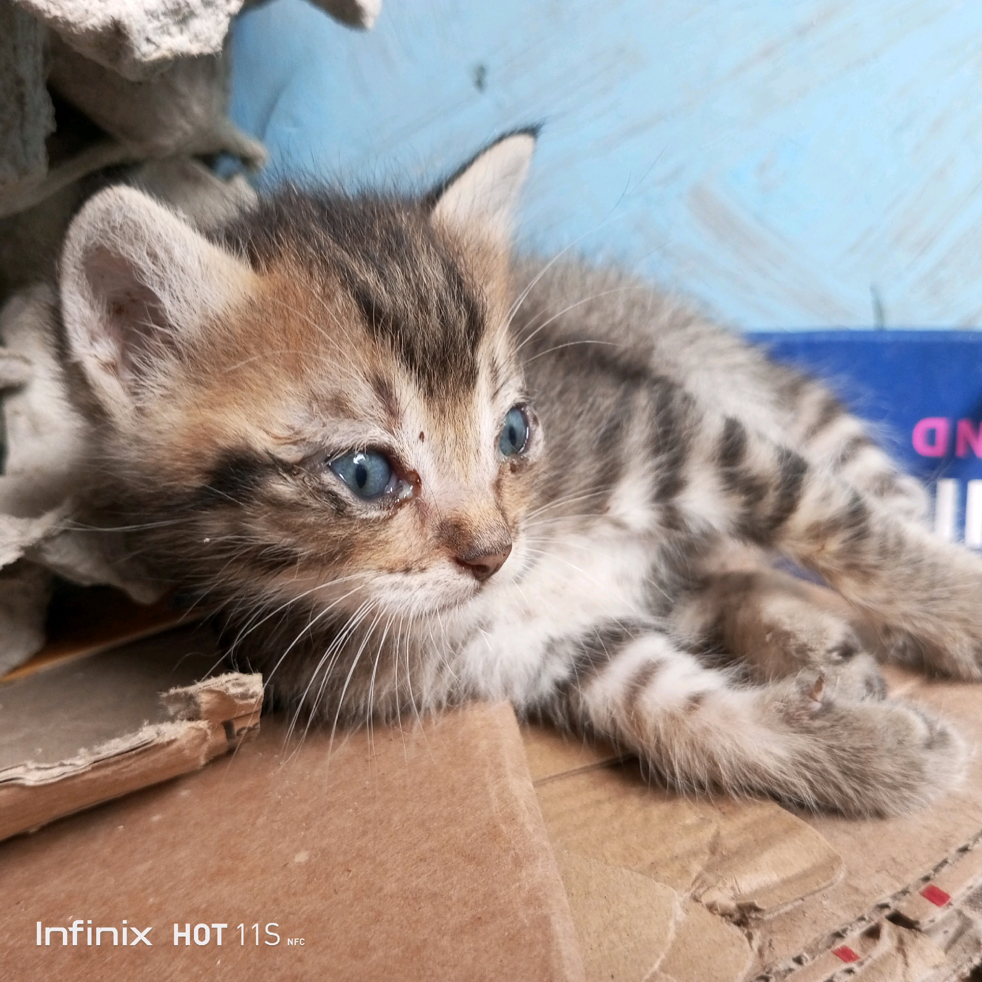 An extreme close-up shot captures a young tabby kitten with bright blue eyes lying down on a surface of cardboard. The kitten's fur displays a pattern of brown, black, and white stripes. Its head is turned to the right, and it appears to be looking off into the distance. The background is a textured blue wall, with some debris, possibly paper or cardboard, scattered around. The foreground is dominated by the texture of the cardboard surface the kitten is resting on, with a piece of torn cardboard positioned to the left of the kitten. The bottom of the image displays a watermark that reads "Infinix HOT 11S NFC". The scene is likely indoors, given the materials and the presence of the blue wall. No people are visible in the image. The kitten is the sole subject of the photograph. The overall impression is one of a simple, perhaps informal, domestic setting. The location in Sukaslamet, Indonesia is not evident from the visual information provided in the image itself.