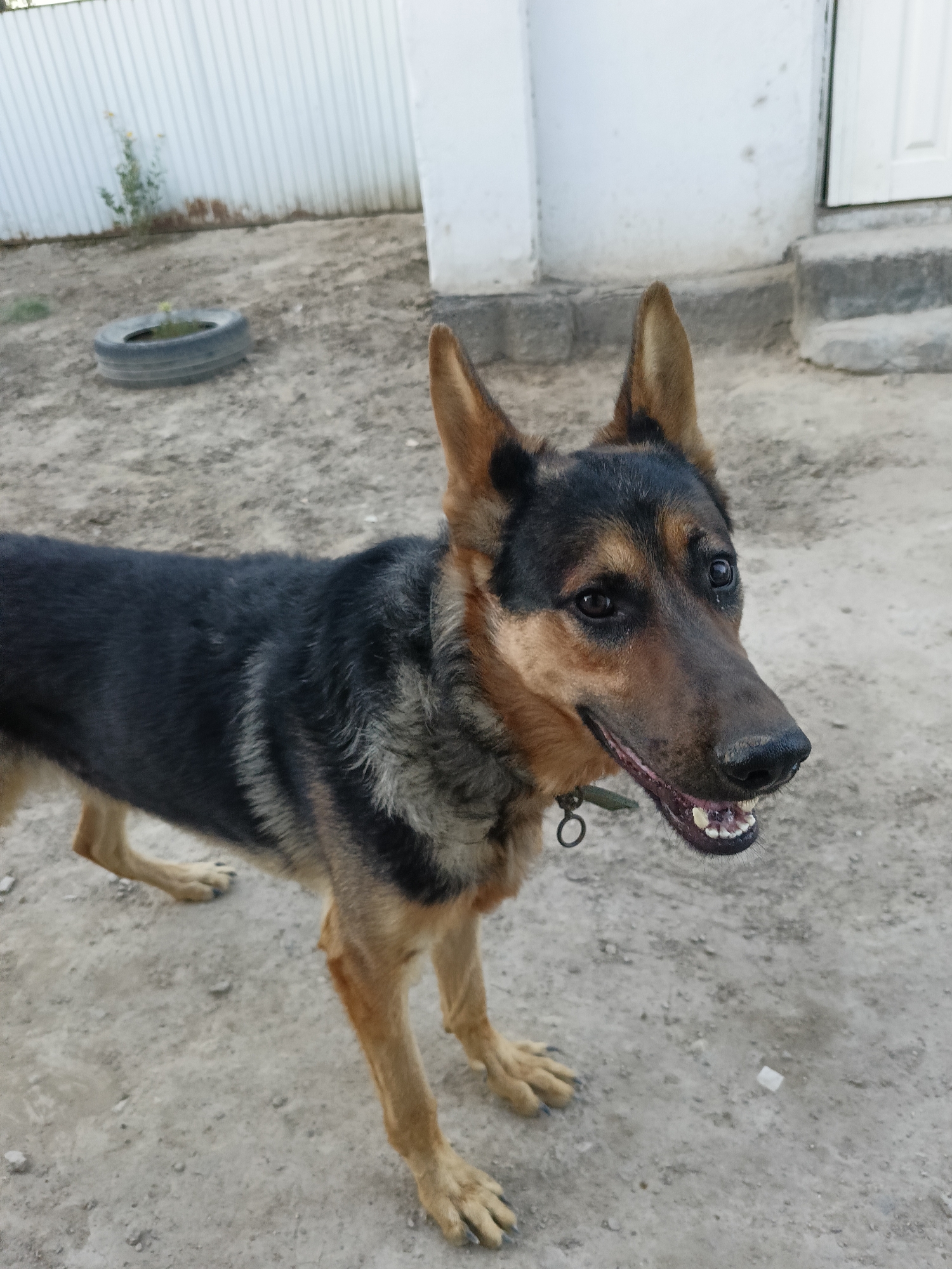 A German Shepherd dog stands on a dirt ground in an outdoor setting. The dog is facing to the right, with its mouth open, revealing its teeth and tongue. Its fur is a mix of black and tan. In the background, there is a white corrugated metal fence, a white building with a door and steps, and a discarded tire lying on the ground. The environment appears to be a yard or an outdoor area within a residential or industrial setting. The location is specified as Tasboget, Kazakhstan.