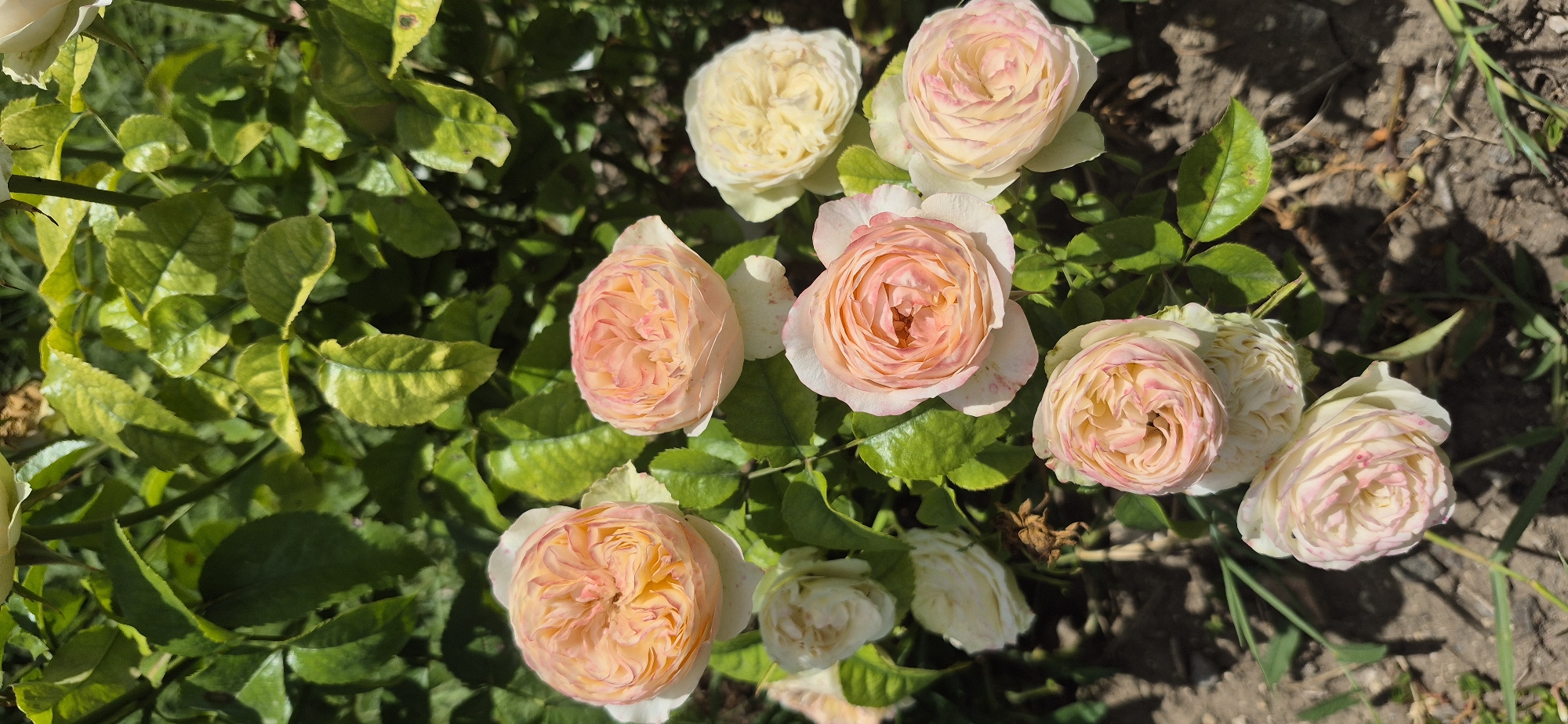 This is a vertical, close-up, eye-level shot of several light pink and cream roses in bloom. The roses are clustered together amongst green leaves and some dry, brown foliage. The background is blurred, showing more green leaves and dark soil with some patchy sunlight. The scene appears to be outdoors in a garden setting.