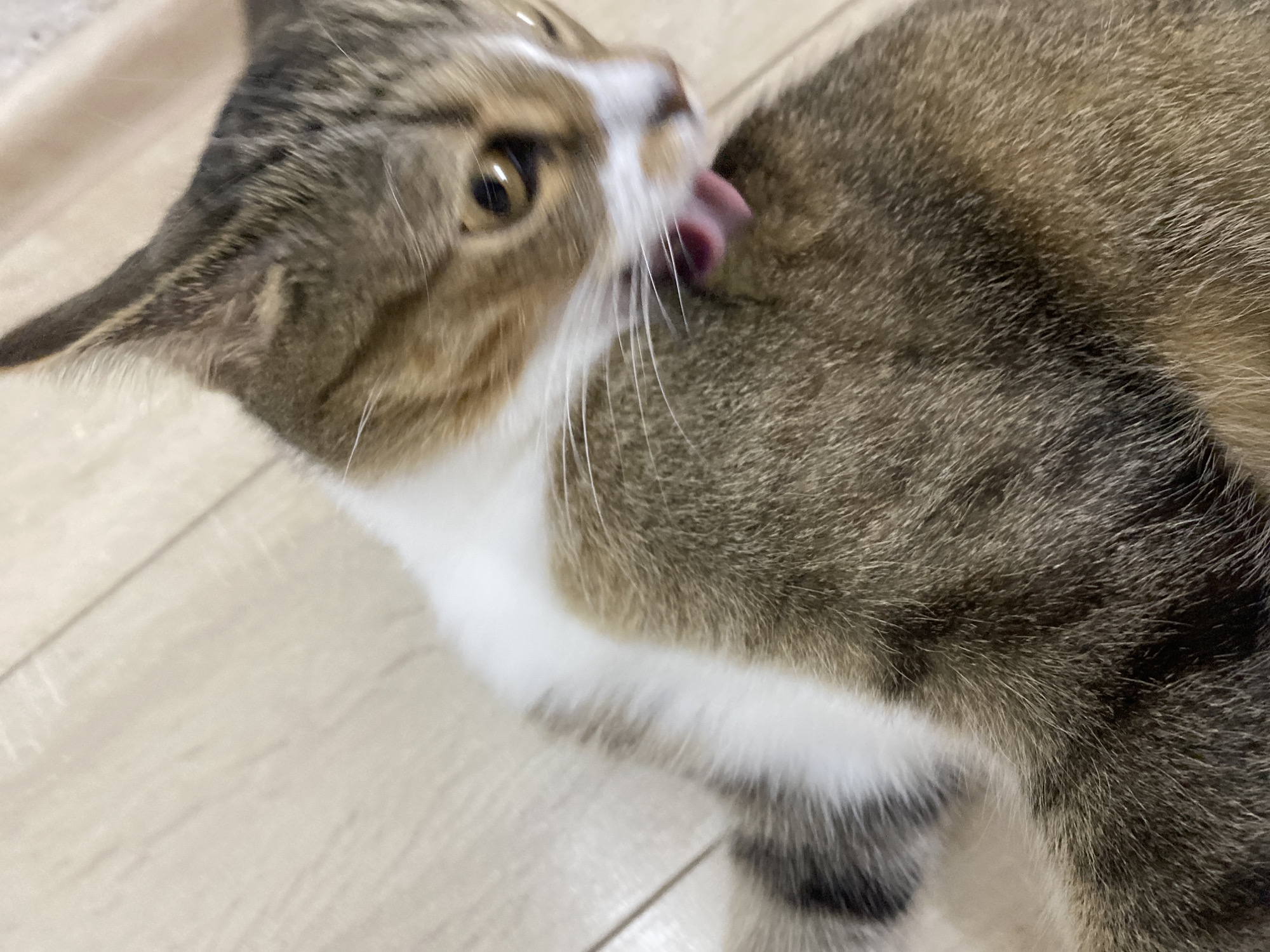A close-up, low-angle shot shows a tabby cat grooming itself on a light-colored wooden floor. The cat's face, with its brown and white markings and alert brown eye, is in focus as it licks its shoulder. The rest of the cat's body, covered in brown and grey tabby fur with white accents on its chest and paw, is blurred. The lighting is soft and natural. This image was taken in Novokuybyshevsk, Russia.