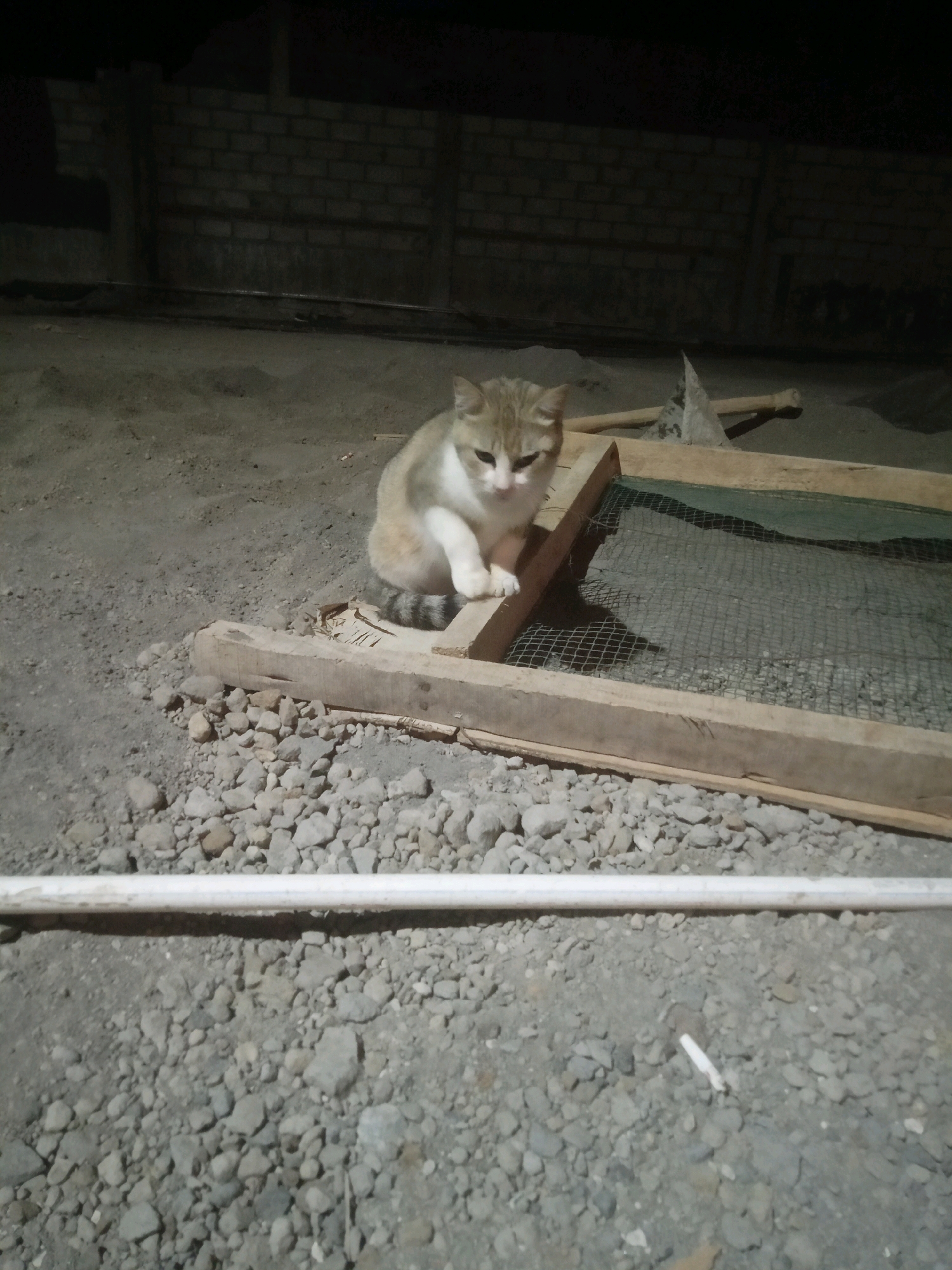 In Sendangadi, Indonesia, a ginger and white cat is perched on a wooden frame, which is positioned above a screen and what appears to be gravel. The cat is facing left and its body is partially obscured by the wooden frame. The background consists of a brick wall and dark shadows, suggesting it is nighttime. The ground is covered with small rocks and dirt.