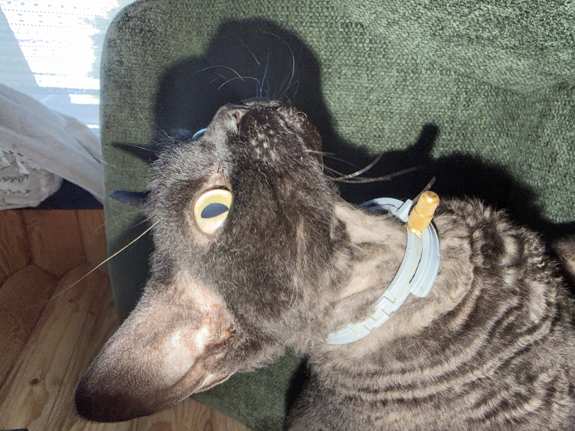A black Rex cat with distinctive curly fur and large ears is seen in profile, looking to the right. It is wearing a light blue collar with a gold-colored clasp. The cat is sitting on a green, textured surface, possibly a chair or sofa. In the background, a wooden wall is visible on the left, and a window with sheer white curtains is on the right. Sunlight streams in through the window, casting a shadow of the cat on the green surface. The scene is indoors. There is no indication of the city of Simonikha, Russia in the image.