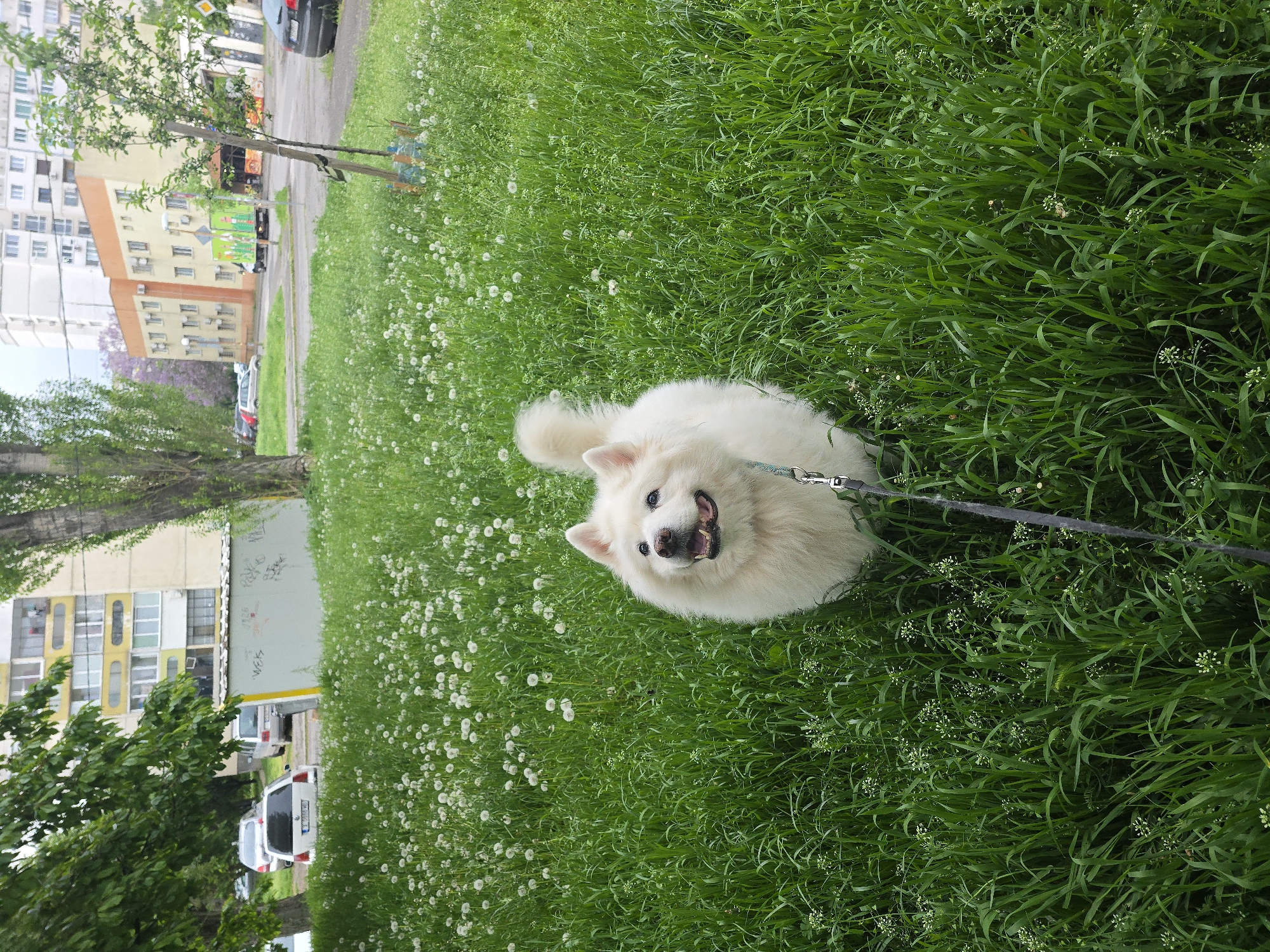 A medium shot captures a white Samoyed dog on a leash in a field of green grass and dandelions. The dog, facing the camera, has a joyful expression with an open mouth. The grass is lush and slightly overgrown, dotted with many white dandelion seed heads. A black leash is connected to the dog's harness.
In the background, urban features suggest a city environment. A street and sidewalks are visible along with buildings with multiple floors, indicative of residential or commercial properties. A few parked cars and trees provide additional context to the urban landscape.
Given the presence of Cyrillic script on a car's license plate, and the architectural style of the buildings, the location appears to be Sofia, Bulgaria.
