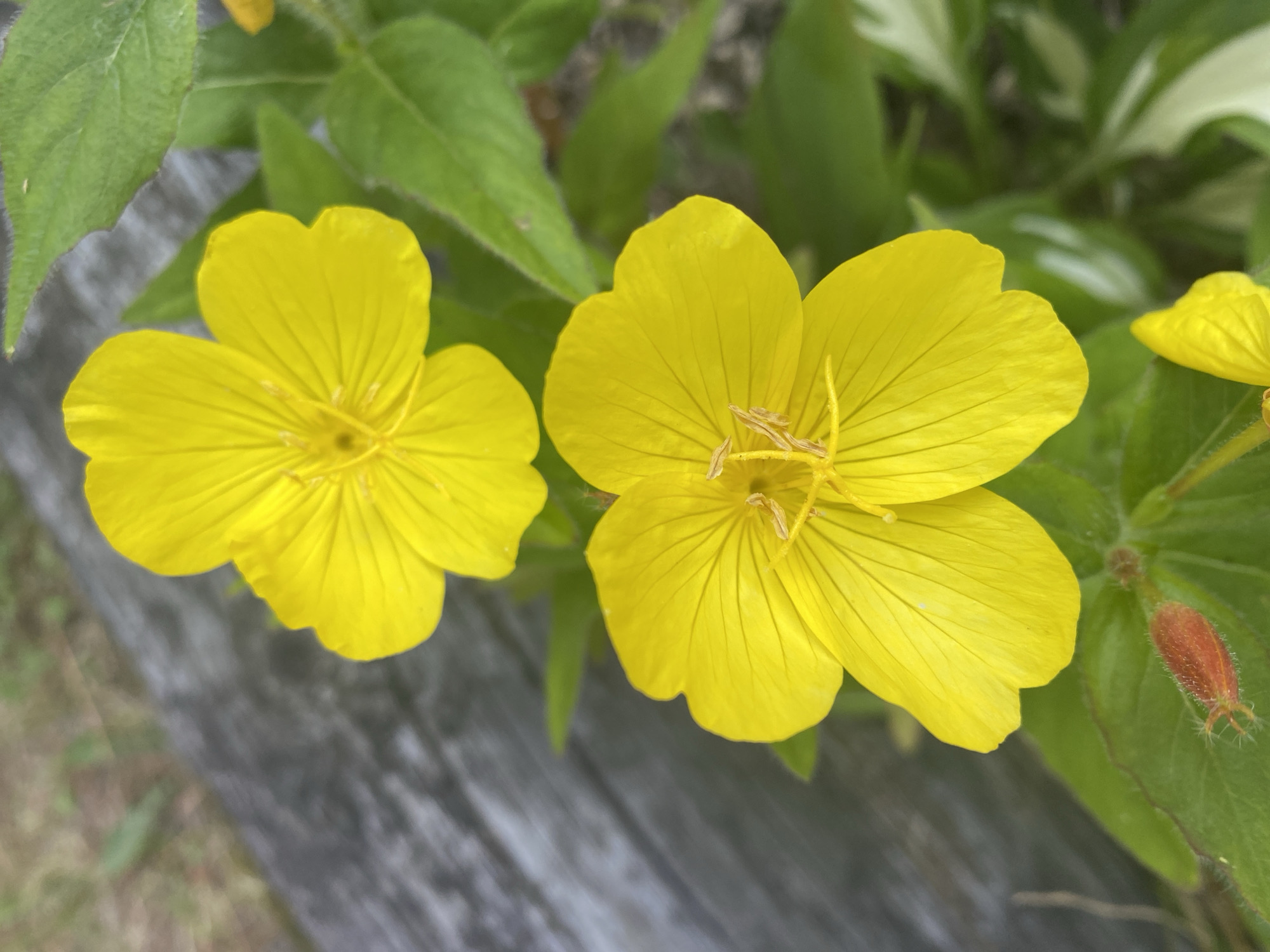 This media file is a close-up, eye-level shot of two bright yellow flowers in bloom. The flowers have four petals each, with prominent veins running through them. The stamens and pistils are visible in the center of the flower on the right. The flowers are surrounded by green leaves, some of which are blurred in the background. To the right of the flowers, a single red-orange bud is visible, covered in fine white hairs. In the bottom left and center of the image, a weathered, gray wooden surface is visible, suggesting the flowers are growing near a wooden structure, possibly a fence or railing. The lighting suggests it is daytime, and the focus on the flowers indicates a nature or garden setting, likely in the Town of Peru, United States of America. No people, text, or specific events are depicted. The image evokes a sense of natural beauty and tranquility.
