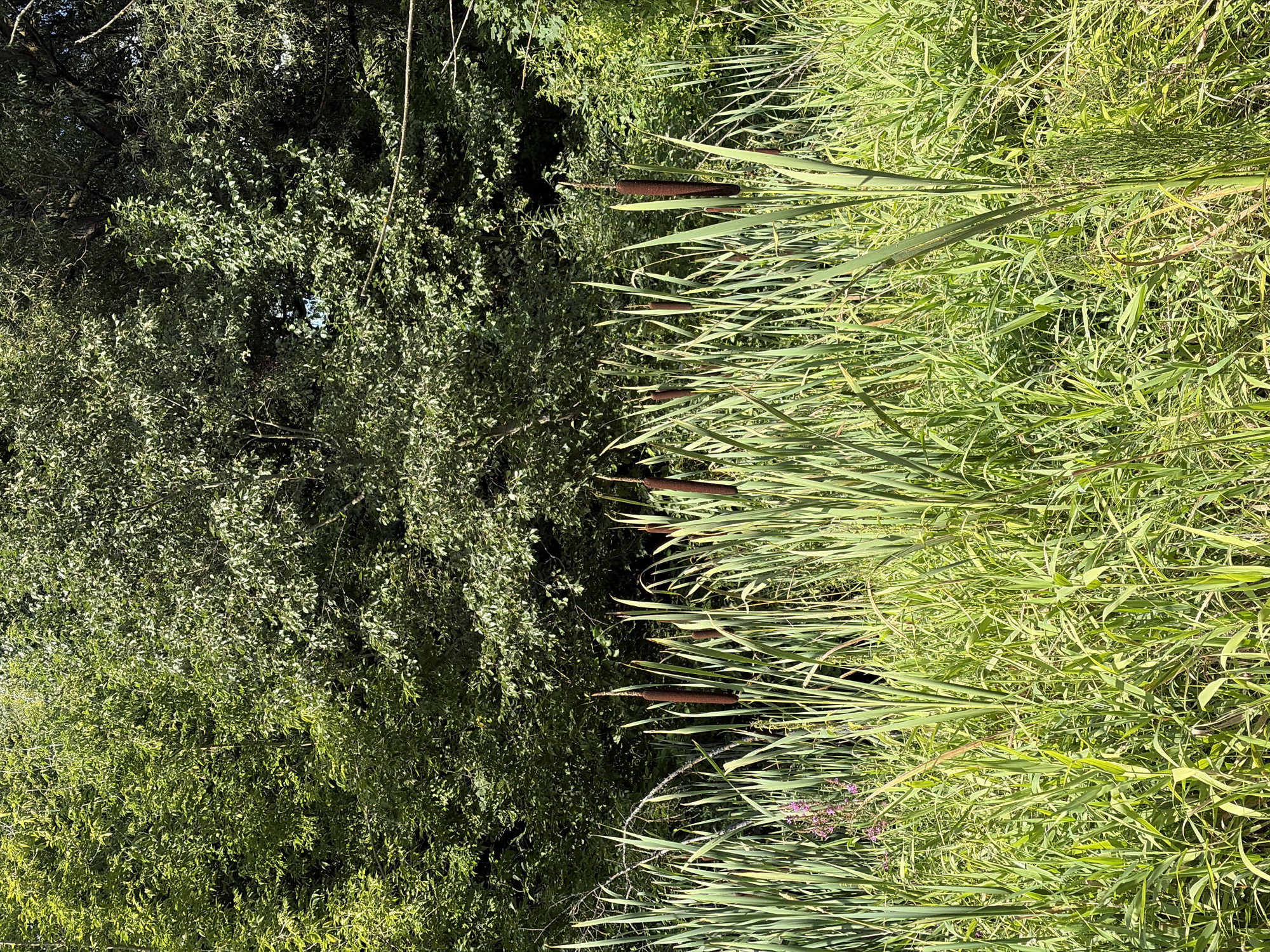 The image depicts a close-up view of a patch of cattails and tall grass, with a dense green forest forming the background. The cattails, with their distinctive brown, cylindrical seed heads, are prominently featured in the foreground, interspersed with long, green, blade-like leaves. Some smaller purple flowers are visible amongst the green foliage. The forest behind the cattails is a wall of lush green leaves, suggesting a warm, possibly summer, day. The scene appears to be a natural, unmanicured area, likely a marshy or waterside location given the presence of cattails. The lighting indicates it is daytime, with sunlight filtering through the trees. There are no people or animals visible in the image. The overall impression is one of natural growth and a tranquil outdoor setting. The location in the city of Khimki, Russia, is not visually discernible from the image itself.