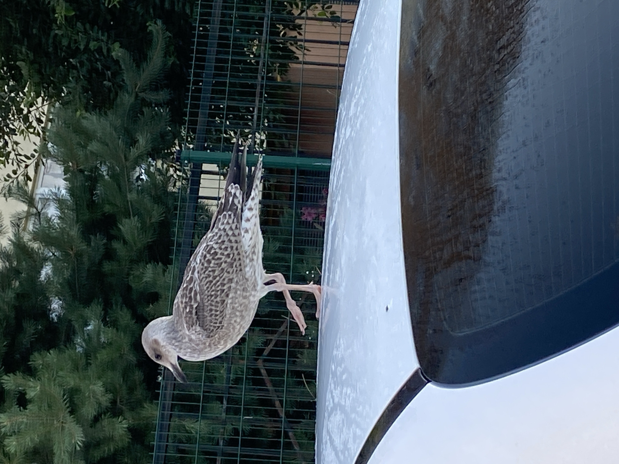A juvenile seagull stands on the wet, white roof of a car. The bird is facing left, with its head turned slightly towards the viewer. Its feathers are a mottled brown and white. The car roof is shiny and reflects the surroundings. Behind the car is a dark green fence and lush green trees. Further in the background, a building is partially visible. The image appears to have been taken in an urban or suburban environment, possibly a residential area or a parking lot. The presence of the car and fence suggests a man-made setting. The overall lighting suggests it is daytime, possibly overcast or after rain due to the wet surfaces. The exact location in Kaliningrad, Russia, cannot be determined from the image alone.