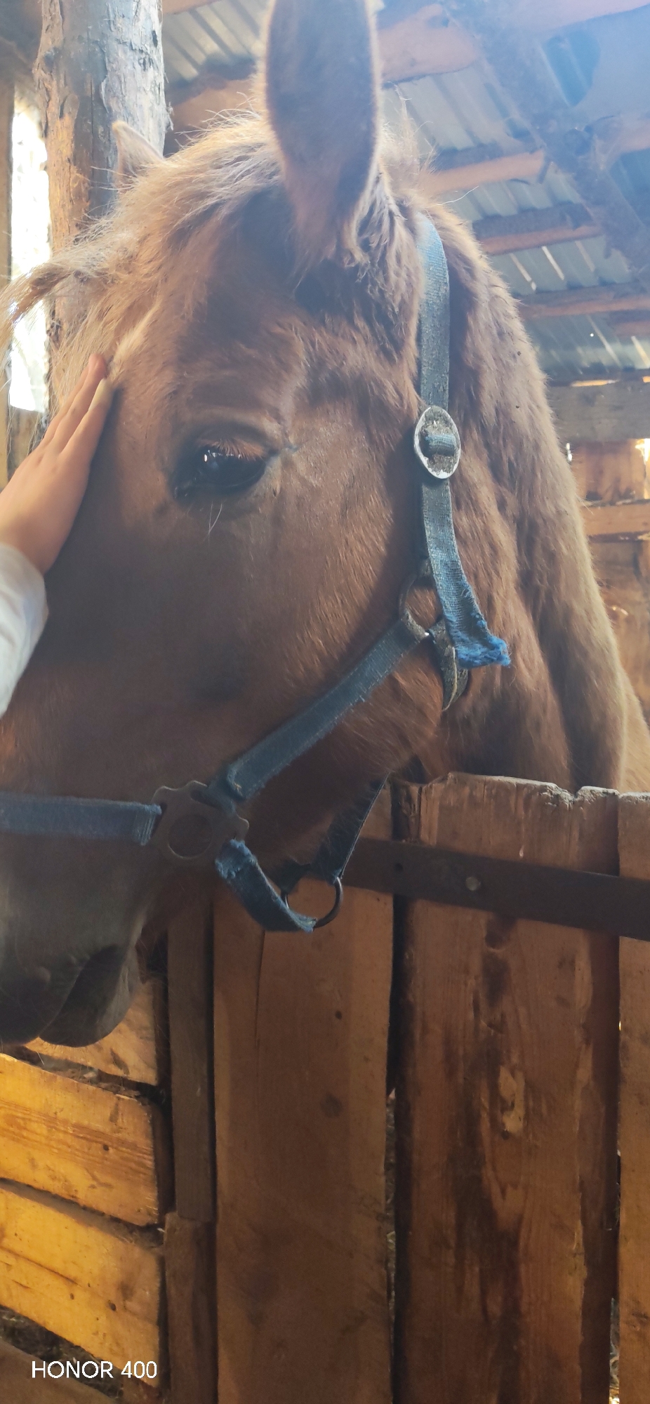 A close-up shot depicts a reddish-brown horse in what appears to be a wooden stall. The horse wears a blue halter. A human hand is gently placed on the horse's forehead. The wooden planks of the stall are visible in the foreground and background. The photo was possibly taken indoors under dim lighting conditions. The image is watermarked "HONOR 400" in the bottom left corner. The location, Noviy, Russia, is stated in the prompt and therefore presumed true though not visually verifiable.