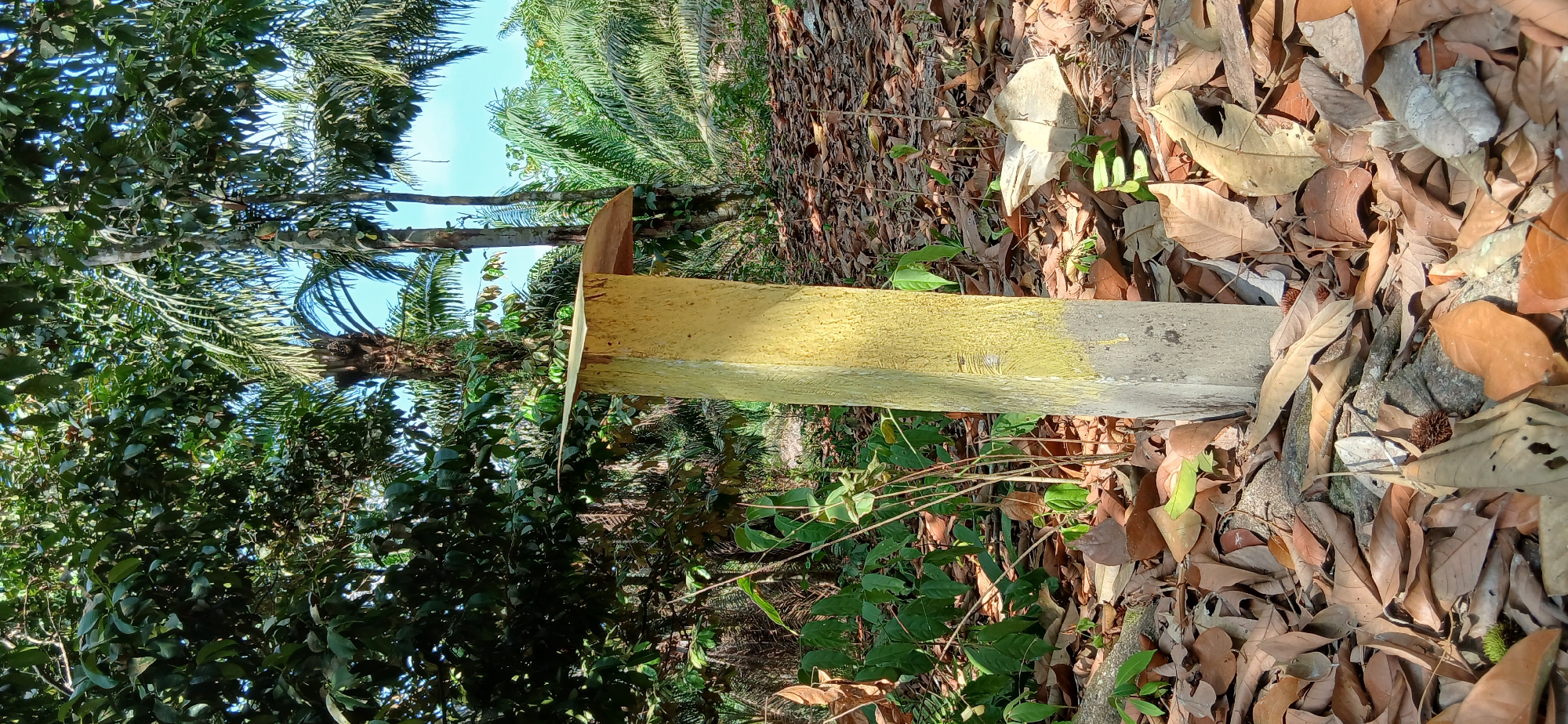 The image shows a concrete marker post, painted yellow on its upper section, standing in a natural, outdoor environment. The post is situated on the ground, which is covered in dry, fallen leaves and some sparse green foliage. In the background, there are numerous trees with dense green leaves, including palm trees, suggesting a tropical or subtropical setting. The sky is visible through the trees and is a clear blue. The scene appears to be in a wooded or forested area, possibly a park, rural landscape, or plantation. There are no people or animals visible in the image. The lighting suggests it is daytime, with sunlight filtering through the trees, casting some shadows. The overall impression is of a quiet, natural scene with a man-made marker. Given the location of Samarinda, Indonesia, this scene could be a marker in a natural reserve, agricultural land, or a less developed area of the city.