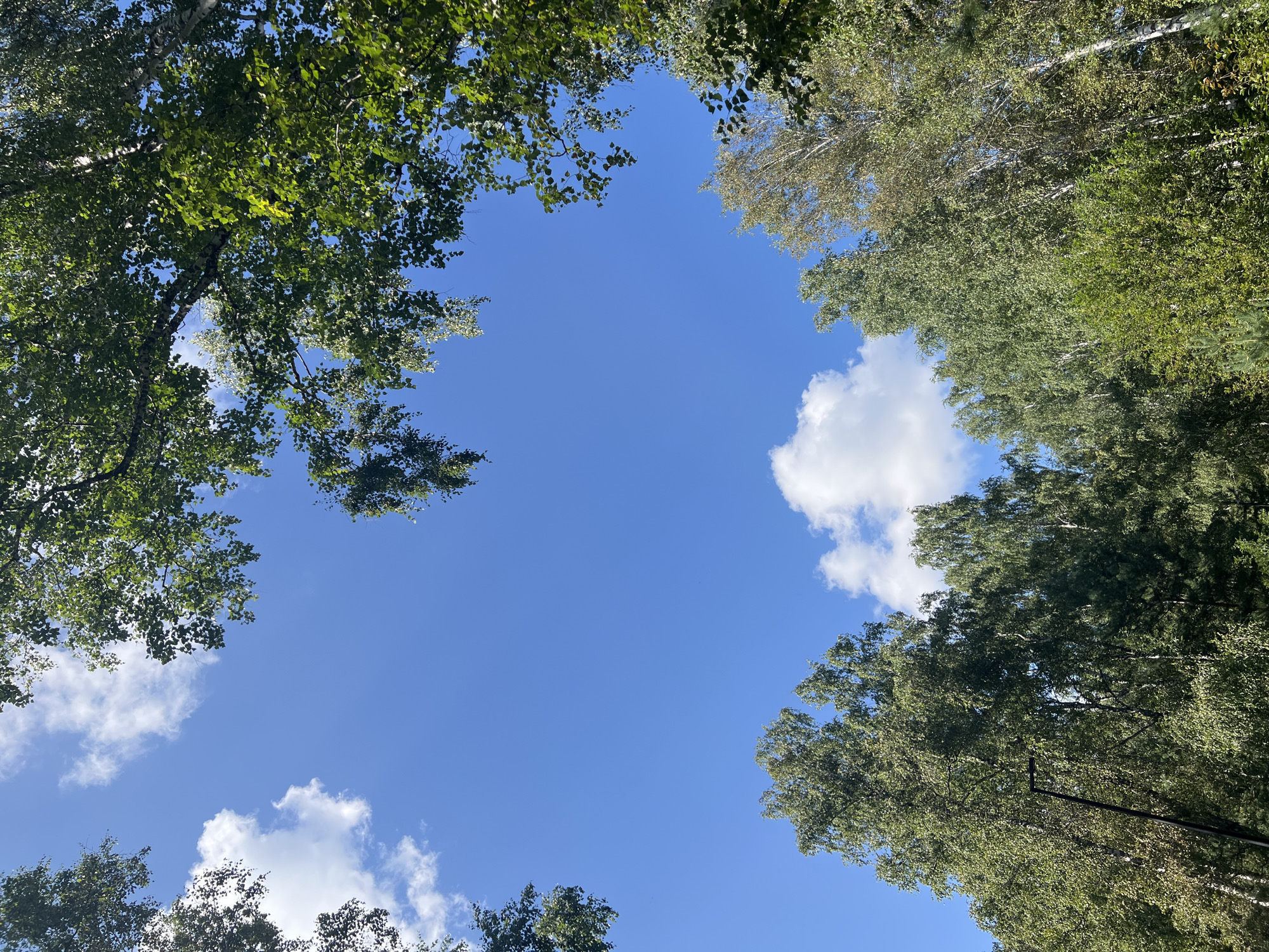 The image depicts a low-angle view of a clear blue sky framed by the foliage of tall trees. Scattered white clouds are visible against the blue. The trees appear to be a mix of deciduous and possibly birch trees, with their leaves forming a canopy at the top and sides of the frame, and their trunks visible towards the bottom. Sunlight filters through the leaves, creating a dappled effect. In the lower part of the image, a dark, slender pole, possibly a lamppost or part of a street light fixture, is visible amidst the trees on the left side. The scene suggests an outdoor environment, likely a park or a wooded area within a city. Given the location information, this scene could be situated in one of the many green spaces or parks in Krasnoyarsk, Russia, such as Park of the Flowers, Central Park, or Tverskoy Park, which feature abundant tree cover and offer views of the sky. There are no people or animals visible in the image. The overall impression is one of a bright, clear day in a natural or semi-natural urban setting.