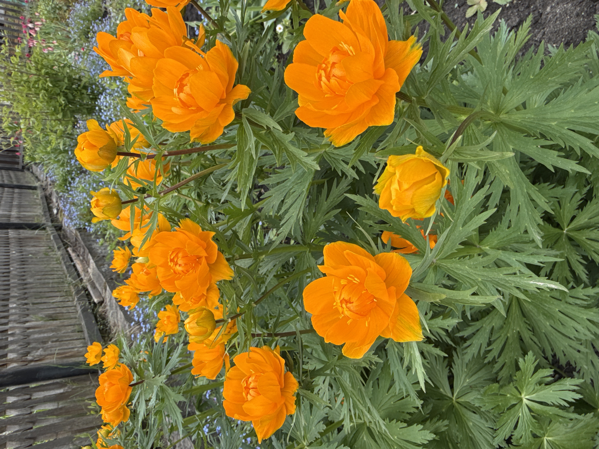 The image shows a cluster of orange Globe Flowers (Trollius asiaticus) in bloom. The flowers are located near a wooden fence in what appears to be a garden or cultivated area. The location is Mayma, Russia. Some buds are closed, others are in full bloom. The leaves of the plant are visible and the background includes other plants and flowers, particularly small blue flowers.