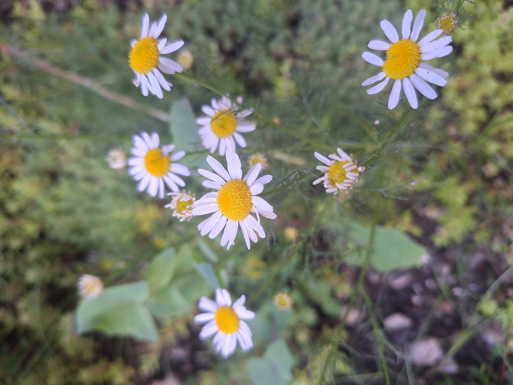 A close-up, slightly blurred, vertical shot captures a cluster of white daisies with yellow centers against a green, out-of-focus background. The daisies are at various stages of bloom, with some fully open and others budding. The foliage is a mix of green leaves and thin, reedy stems. The overall impression is of a natural outdoor setting, possibly a field or garden. There are no people or animals visible in the image. The lighting appears to be natural daylight. The image is static and does not depict any action.