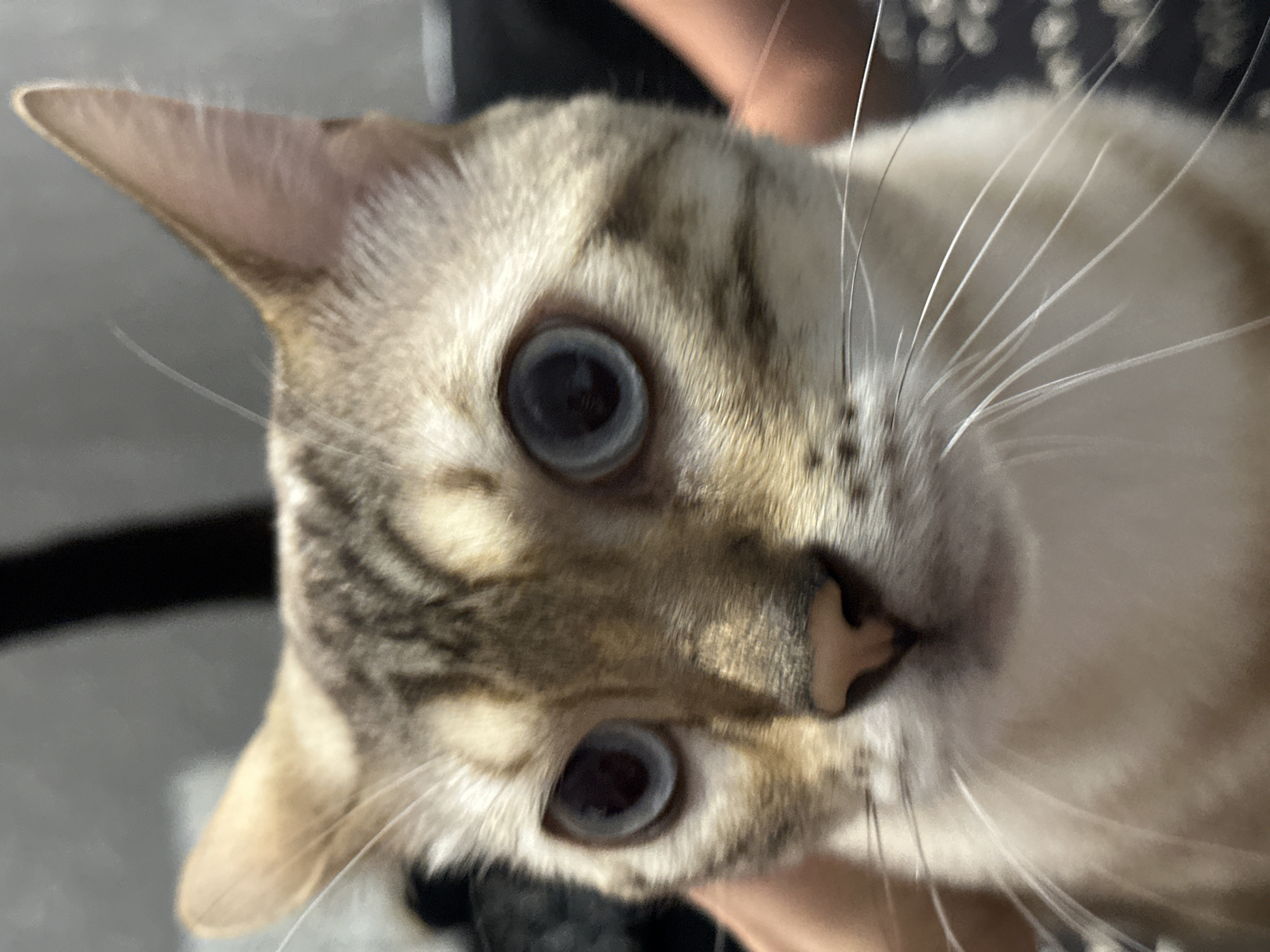 A close-up, head-on shot shows a light-colored cat with tabby markings and striking blue eyes. The cat's ears are pointed upwards, and its whiskers are prominent. The background is blurred, with hints of dark fabric and what appears to be a person's hand gently touching the cat's fur on the left side of the frame. The image is well-lit, focusing on the cat's face. The location of Energetik, Russia, is not discernible from the visual information in the image.