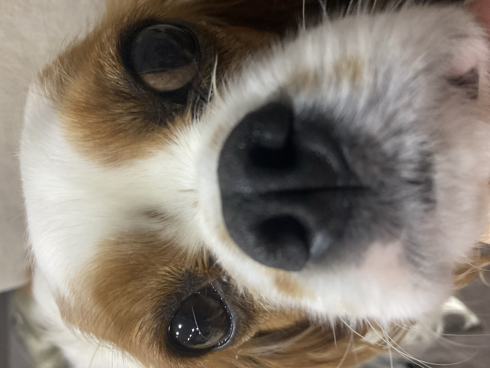A domestic canine, appearing to be a Cavalier King Charles Spaniel or similar small breed, is captured in an extreme close-up, head-on portrait. The dog's face dominates the frame, with a large, black, moist-appearing nose centrally positioned and closest to the camera, showing a slight wide-angle distortion. Two prominent dark, liquid-appearing eyes are visible above the nose. The left eye (viewer's left) reflects multiple distinct, bright specular highlights, indicating several light sources. The right eye (viewer's right) also shows reflections and a subtle reddish-brown tint within the iris.
The dog's fur is a combination of soft white and chestnut-brown patches. White fur covers the bridge of the nose, the muzzle, and a central blaze on the forehead. Chestnut-brown fur frames both eyes and extends laterally. Long, fine white whiskers (vibrissae) project from the muzzle, particularly visible on the dog's left side. The fur texture appears soft and well-maintained. The dog's expression appears attentive, gazing directly forward.
The background is heavily out of focus, creating a blurred effect that obscures any discernible environmental details beyond indistinct lighter and darker tones. No specific location can be determined from the image, in the city of Unknown, Unknown.