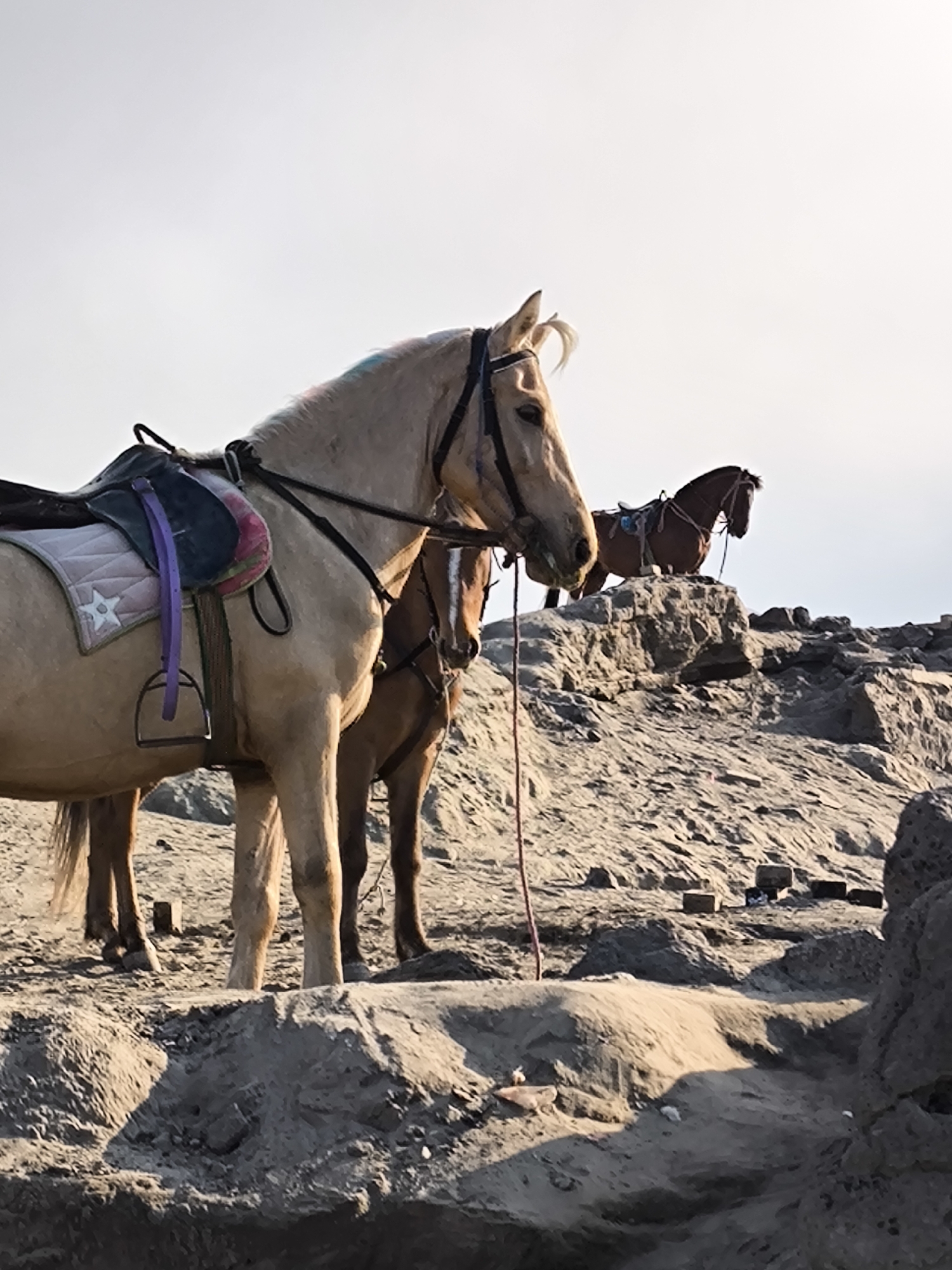 This media file shows a group of horses standing on a rocky, sandy terrain, likely an outdoor setting at either sunrise or sunset given the warm lighting and long shadows. In the foreground, a light-colored horse is equipped with a saddle and bridle. Its mane has streaks of color, possibly from paint or dye, adding a unique visual element. Behind it, another brown horse stands partially obscured. Further in the background, a third brown horse is positioned on a rocky outcrop, also saddled and bridled. The terrain is rough and uneven, with large rocks and patches of sand and dirt. The sky is bright and hazy, suggesting a clear but possibly dusty atmosphere, common in volcanic or arid regions. The overall scene evokes a sense of a remote, natural landscape where these horses are used for transport or recreation. No people are visible in the image.