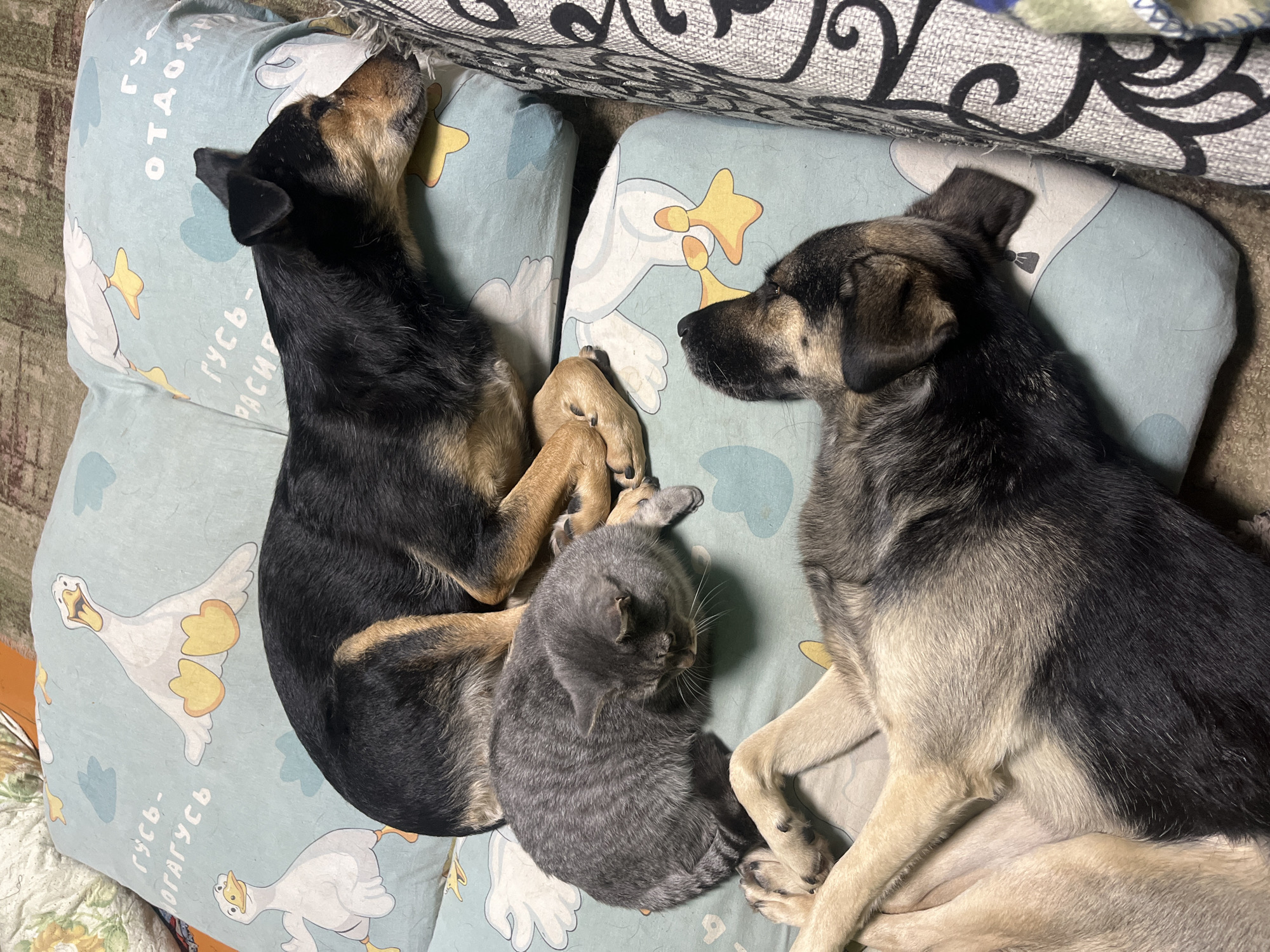 The image depicts three domestic animals — two dogs and a cat — sleeping on a patterned pillow. The pillow is light blue with cartoonish white geese and yellow clouds. The larger dog, mostly black with tan markings, is curled up on its side, facing left. A gray tabby cat is nestled between the legs of the larger dog. A second dog, predominantly gray and tan, is lying on its back with its head tilted upwards and to the right, its paws intertwined with the cat. The background shows a carpeted floor and a sofa with a patterned fabric. The image appears to be taken indoors, likely in a residential setting. There are no discernible landmarks or environmental cues that would indicate the specific location in Nizhny Tagil, Russia.
