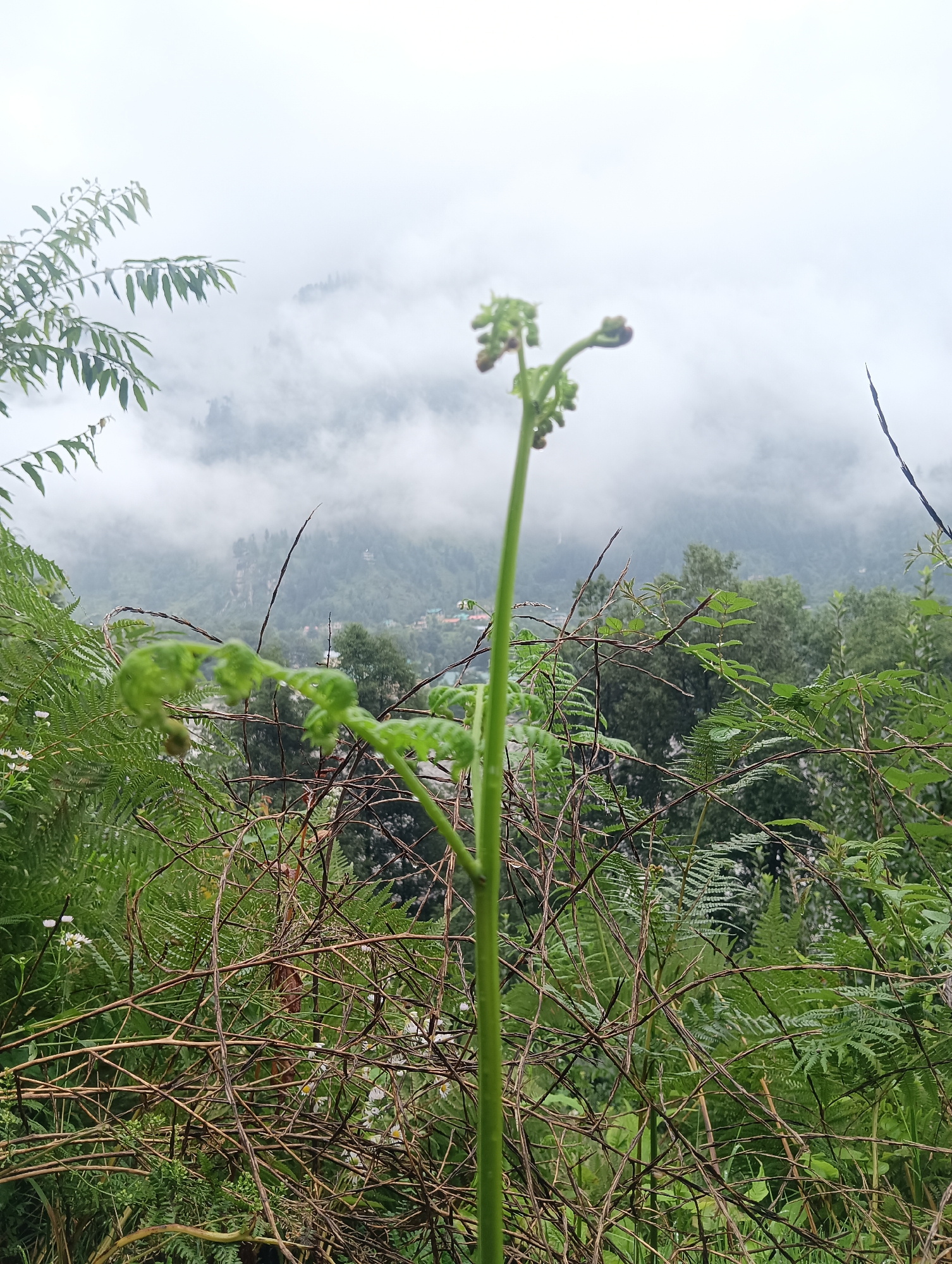 The image shows a lush green mountainous landscape in Goshal, India, shrouded in mist. In the foreground, a young fern frond is unfurling, its bright green delicate curls contrasting with the dry, brown, tangled branches of dead vegetation that surround it. Further back, dense foliage of various shades of green covers the hillsides, interspersed with a few distant buildings that appear as small colorful specks. The mist hangs low, obscuring the upper reaches of the mountains and creating a soft, ethereal atmosphere. The overall scene evokes a sense of untouched natural beauty and the quiet persistence of life.