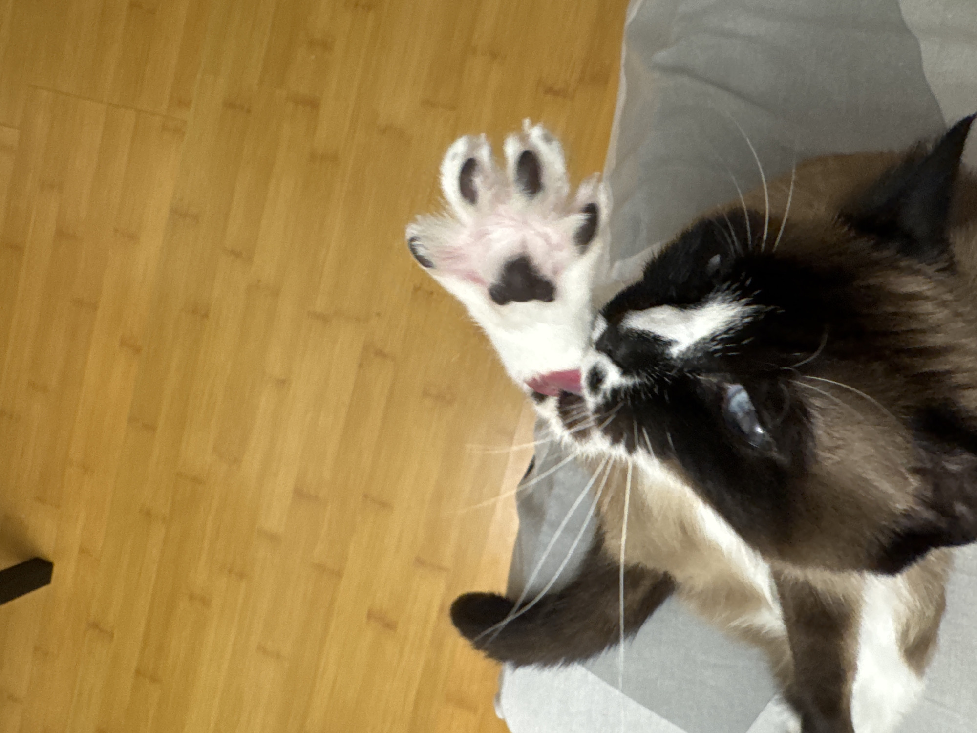 A Siamese cat is lying on a grey plaid surface, possibly a couch or bed, with its body partially visible. The cat is looking upwards with its mouth open and tongue extended, reaching towards the camera with its front paw. The paw is white with black spots on the pads and toes. The background consists of a wooden floor with a dark object, likely a table leg, in the upper left corner. The image does not contain any information about the location in the city of Ussurijsk, Russia.