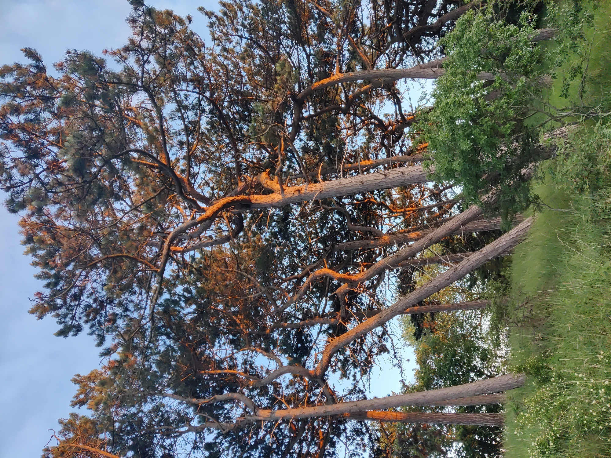 The image depicts a stand of tall pine trees, their branches reaching out and silhouetted against a pale blue sky. The setting appears to be outdoors, likely a natural area or park, given the presence of trees and lush green grass on the right side of the frame. The warm, golden light, particularly on the tree trunks and branches, suggests that it is either sunrise or sunset, casting long shadows and highlighting the textures of the bark and needles.
The pine trees are the dominant subjects, with their characteristic needle-like foliage and sturdy, gnarled branches. Interspersed among them are some deciduous trees with vibrant green leaves, creating a contrast in texture and color. The ground is covered in dense grass, with some smaller white wildflowers scattered throughout, adding a touch of delicacy to the scene. The overall mood is serene and tranquil, evoking a sense of natural beauty and peacefulness.
No people or objects are visible in the image. There is no visible text. The location context of The Hague, Netherlands, might suggest a coastal or parkland environment, which aligns with the visual cues in the image. The weather appears clear and pleasant, conducive to being outdoors.