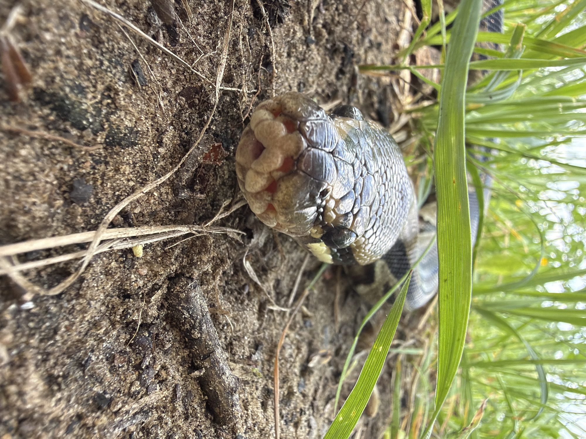 A close-up shot depicts a snake's head resting on the ground, near grass. The snake exhibits a pattern of scales on its head and a distinctive coloration. The surrounding environment consists of soil and vegetation. The location is Malakhovka, Russia.