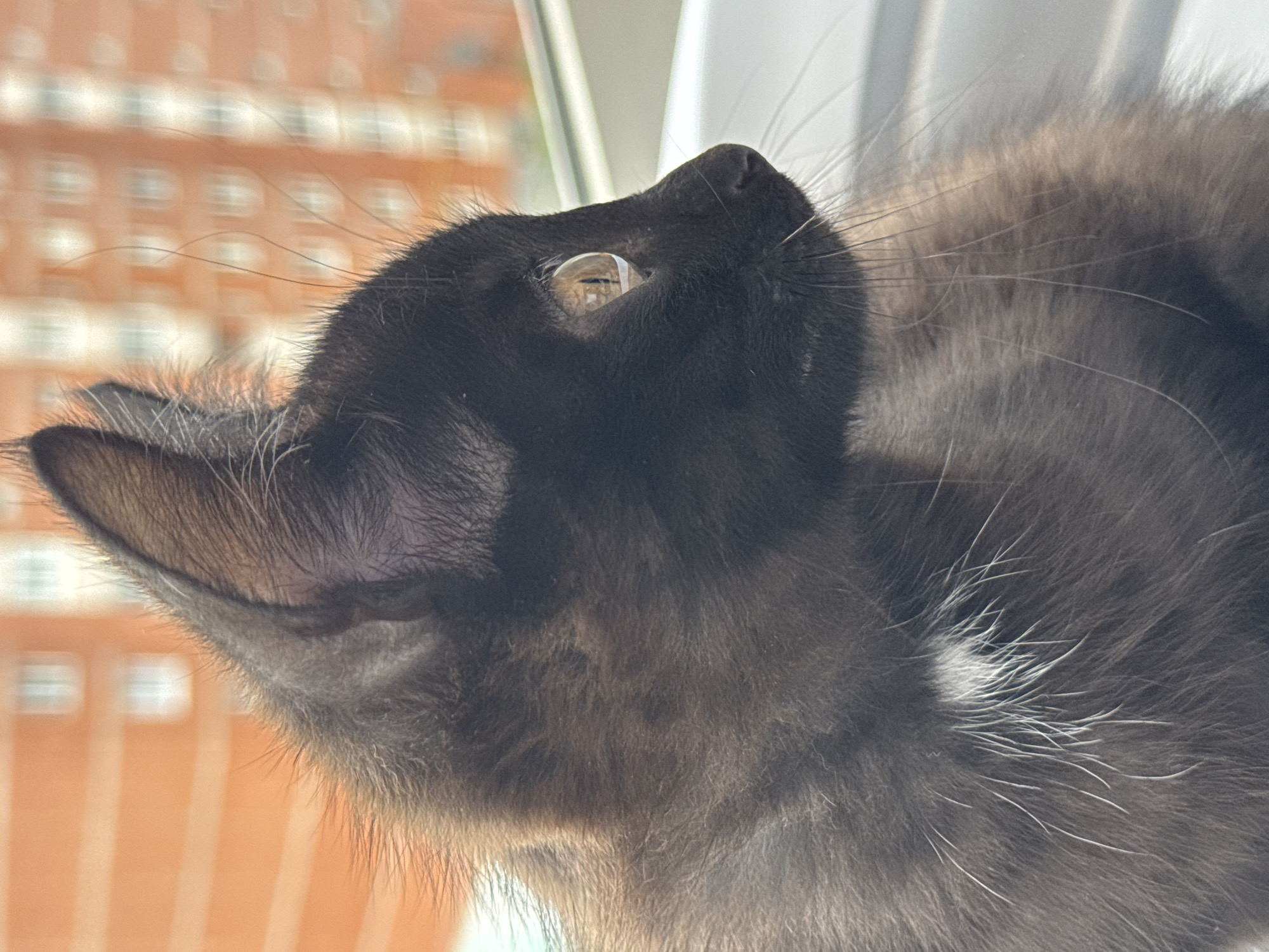 A close-up, upward-angled portrait captures a black cat intently looking out a window during the daytime. The cat's head is sharply tilted upwards, and its gaze is directed out of frame, suggesting curiosity or focus. Its fur is predominantly black, with visible lighter brown-grey undertones and a distinct patch of white fur on its chest/shoulder area. Long, light-colored whiskers extend from its muzzle. One of the cat's amber-colored eyes is prominently visible, reflecting the distorted image of the outdoor scene.
Beyond the cat, a large, out-of-focus, light orange or brick-colored building with numerous rectangular windows is visible, indicating an urban or residential environment. The bright natural light suggests it is daytime. A white window frame or sill is partially visible on the right side. No visible text is present in the image. The scene is situated in Chaikovsky, Russia.