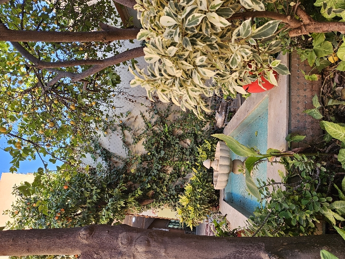 A lush garden scene unfolds with a concrete fountain as the central element, reflecting a blue hue in its water. Verdant foliage, including trailing ivy, surrounds the fountain. Above, a tree laden with yellow fruit branches out, intermingling with a variegated plant in a red pot. The overall impression is a vibrant, well-maintained outdoor space.