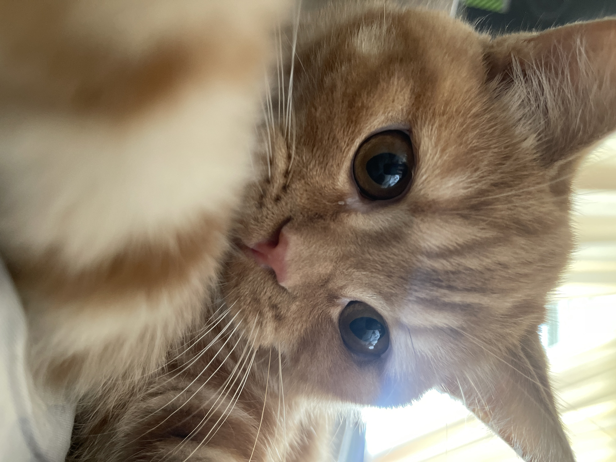 This is a close-up, eye-level, indoor photograph of an orange tabby cat. The cat's face fills the majority of the frame, with its large, dark brown eyes prominent. The cat's fur is orange with darker tabby stripes visible on its forehead and ears. Its pink nose is also visible, along with long white whiskers. In the foreground, a portion of the cat's orange and white furred body is blurred, suggesting it is lying down. The background is out of focus, but appears to be a window with light-colored curtains. There is no indication of the city of Kommunarka, Russia, within the image itself.