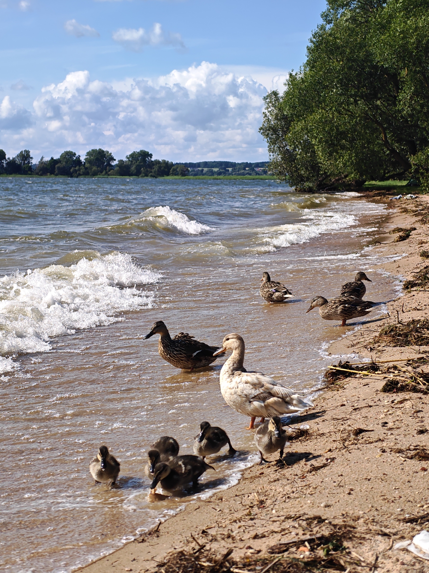 A group of ducks and ducklings are gathered on the sandy shore of a lake under a bright blue sky with fluffy white clouds. Gentle waves lap at the shore where several adult ducks, some mottled brown and white, are either standing in the shallow water or on the sand. Closer to the viewer, a pale, creamy-colored duck stands next to several dark, fluffy ducklings that are venturing into the water. In the background, a line of green trees forms the horizon along the far bank of the lake, with a hint of a distant landscape. The sandy beach is littered with small pieces of driftwood and dried vegetation. The scene depicts a natural lakeside environment.