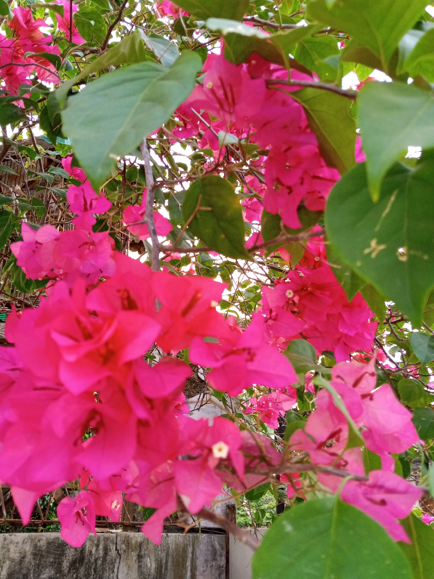 The image shows a close-up of vibrant pink bougainvillea flowers and green leaves, with a textured concrete wall and a hint of a fence visible in the background. The composition is tightly cropped, focusing on the floral elements and the interplay of light and shadow on the petals and leaves. The overall impression is one of lush, natural beauty, possibly in a garden or along a wall in the city of Plesan, Indonesia.