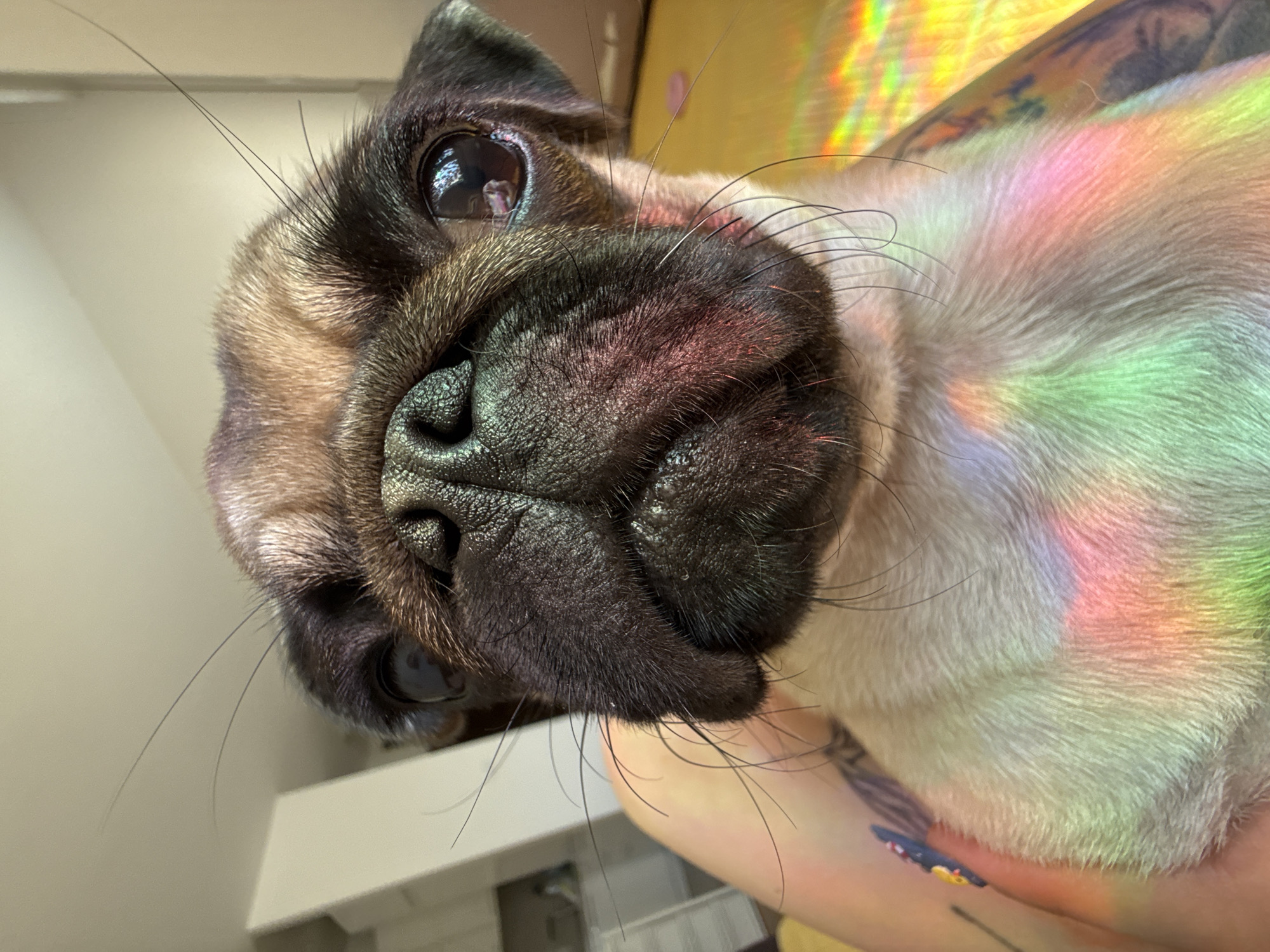 A close-up, head-on shot captures a fawn-colored pug's face, with its dark snout and large, dark eyes prominently featured. The pug's fur is illuminated by a rainbow-like spectrum of light, casting colorful hues across its face and chest. The background is blurred, showing glimpses of an indoor environment with a white wall and a yellow surface, possibly a floor or furniture. The pug is held close to a person, whose arm and shoulder are visible on the left side of the frame, adorned with tattoos. The overall lighting suggests a bright, possibly sunny day, with the rainbow effect likely caused by light refracting through a prism or glass.